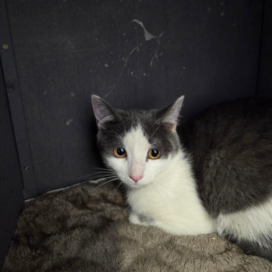 Enlarge Blitz, a Adoptable Domestic Short Hair in North Battleford, SK image 1/1