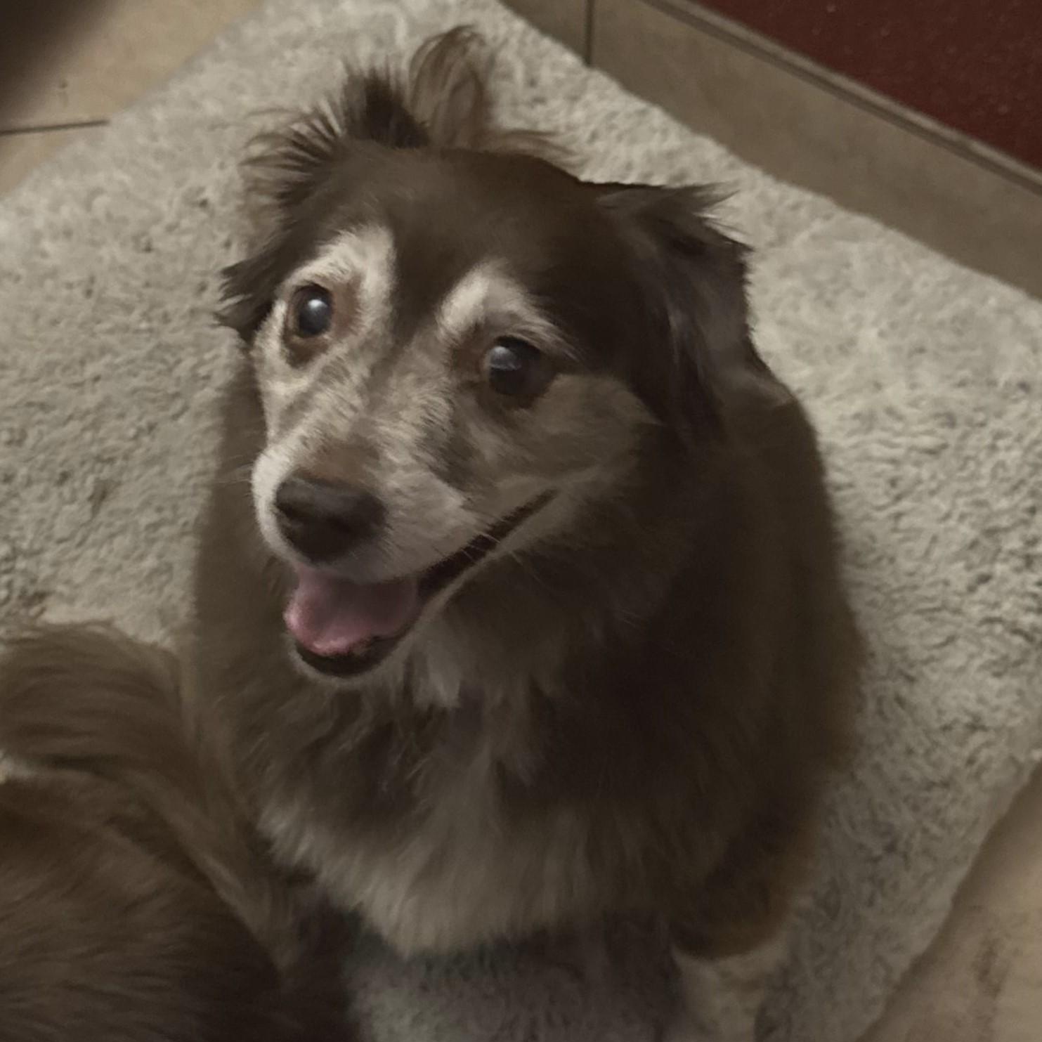 Wrigley and Lucky, a Adoptable Australian Shepherd in Marana, AZ image 4/6