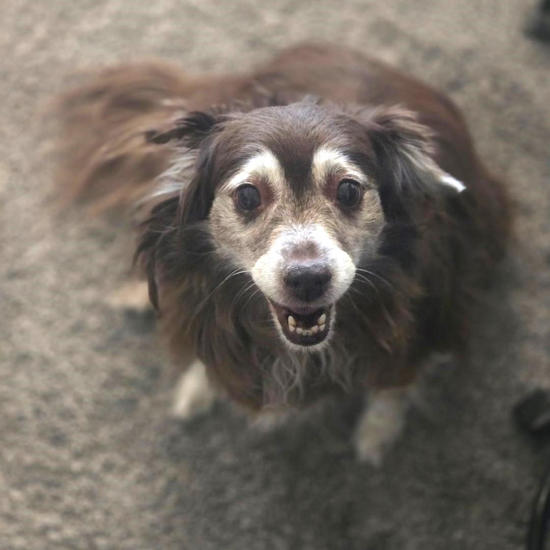 Wrigley and Lucky, a Adoptable Australian Shepherd in Marana, AZ image 6/6