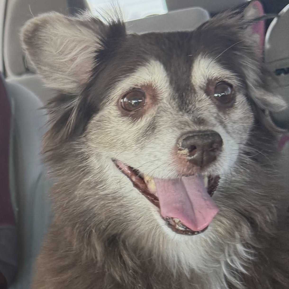 Wrigley and Lucky, a Adoptable Australian Shepherd in Marana, AZ image 2/6
