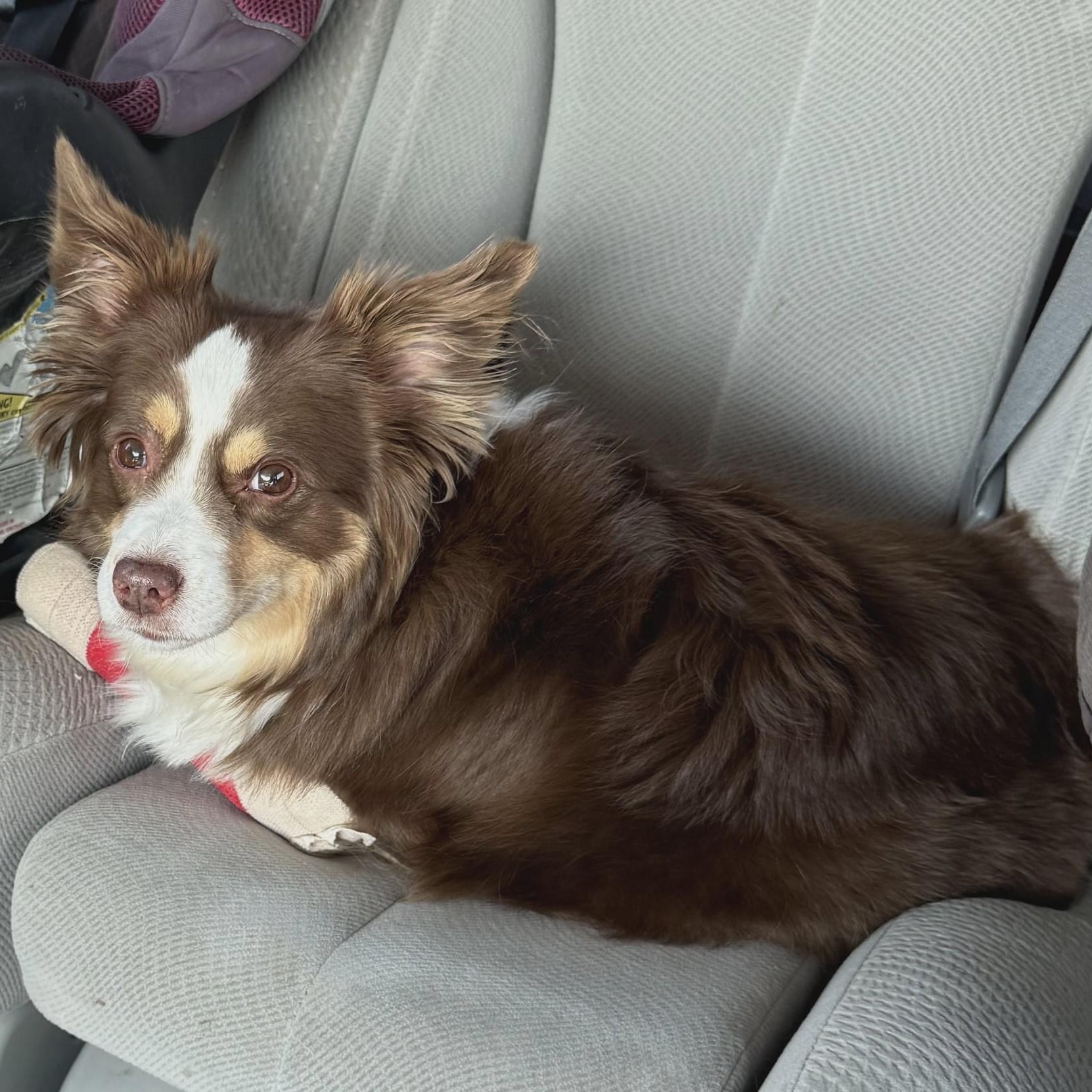 Wrigley and Lucky, a Adoptable Australian Shepherd in Marana, AZ image 5/6