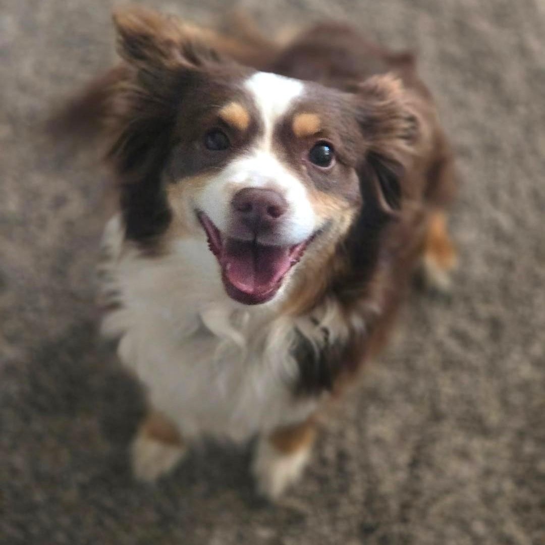 Wrigley And Lucky photo 1