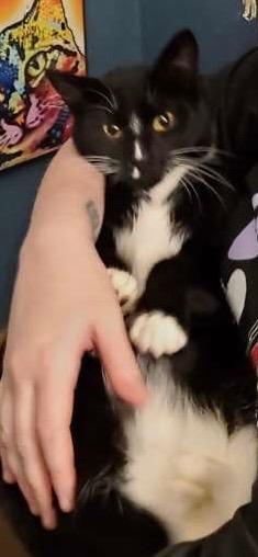 Enlarge Momma Socks, a Adoptable mixed breed in Douglasville, GA image 2/3