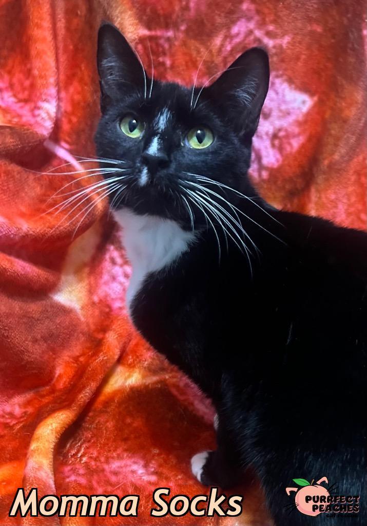 Enlarge Momma Socks, a Adoptable mixed breed in Douglasville, GA image 3/3