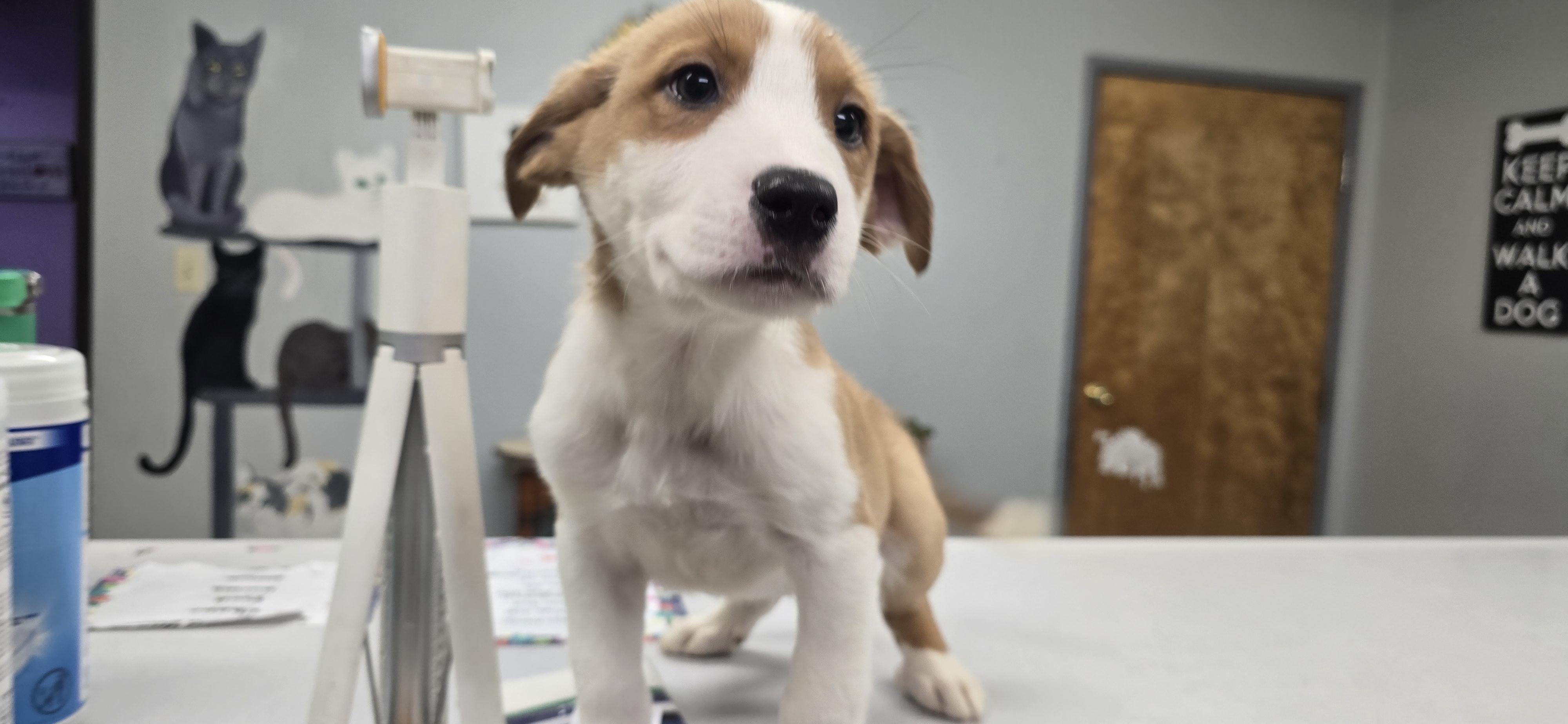 Enlarge Budgie, a ADOPTABLE mixed breed in Petersburg, IN image 2/2