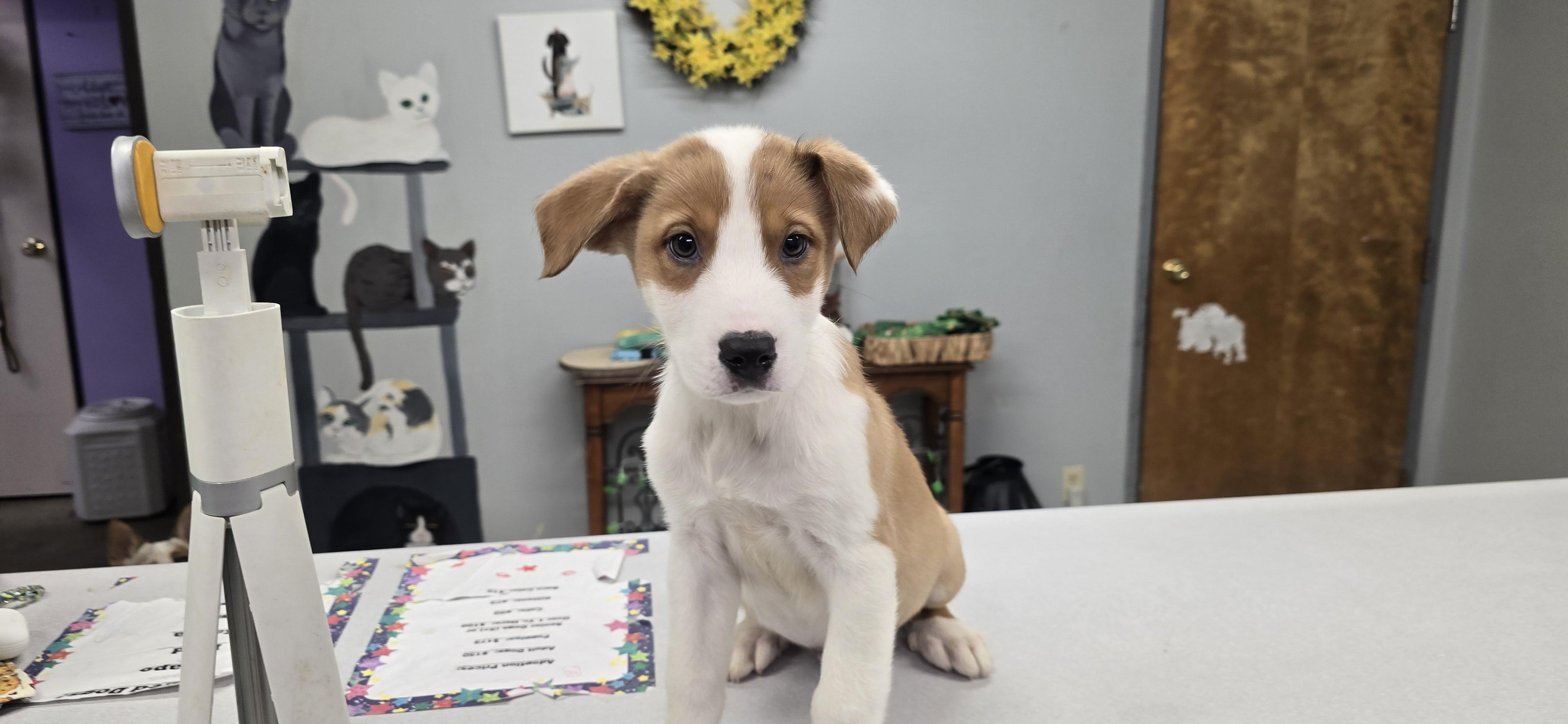 Budgie, ADOPTABLE, Puppy Male Australian Shepherd.