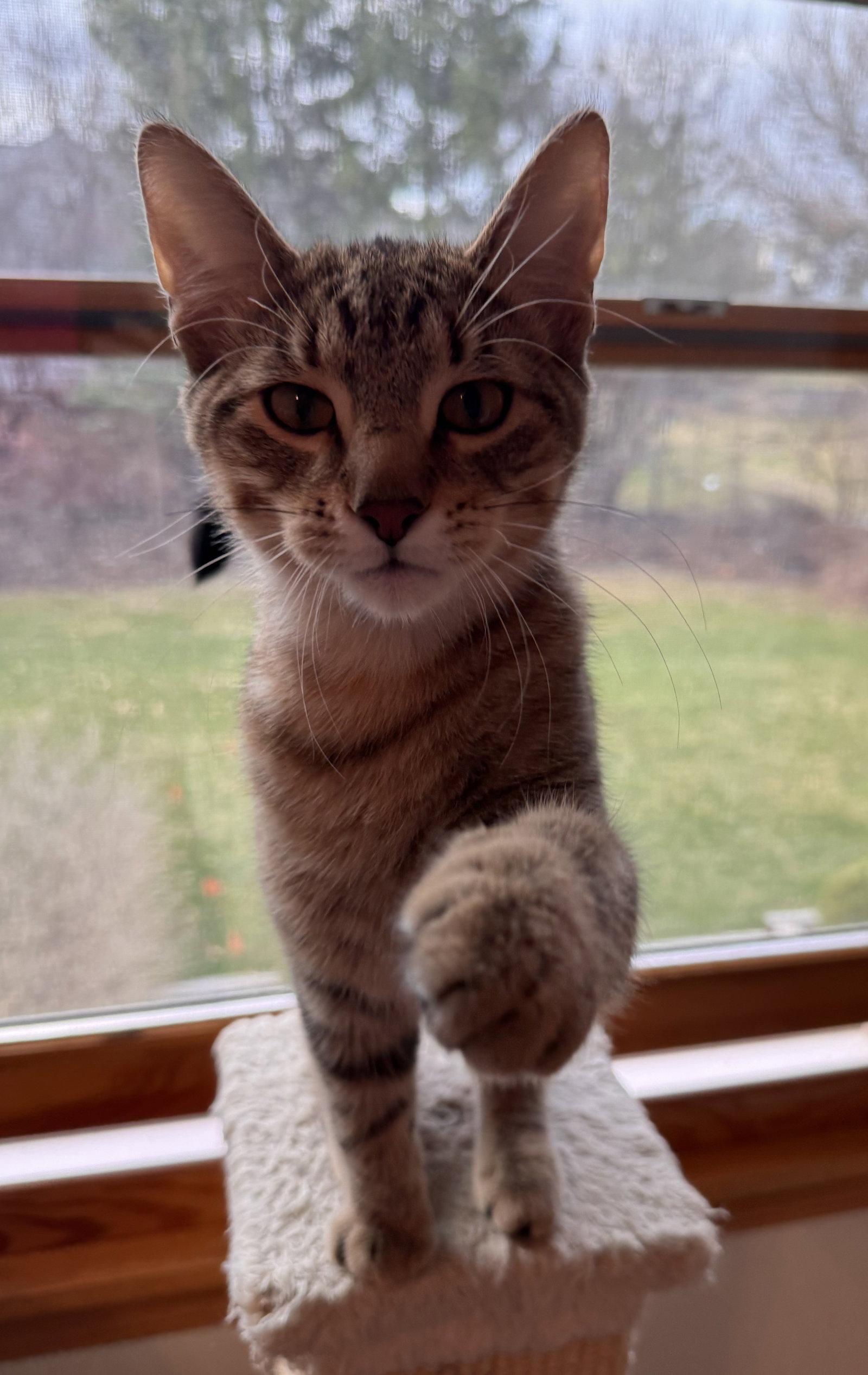 Nova, a Adopted mixed breed in Island Lake, IL image 2/3
