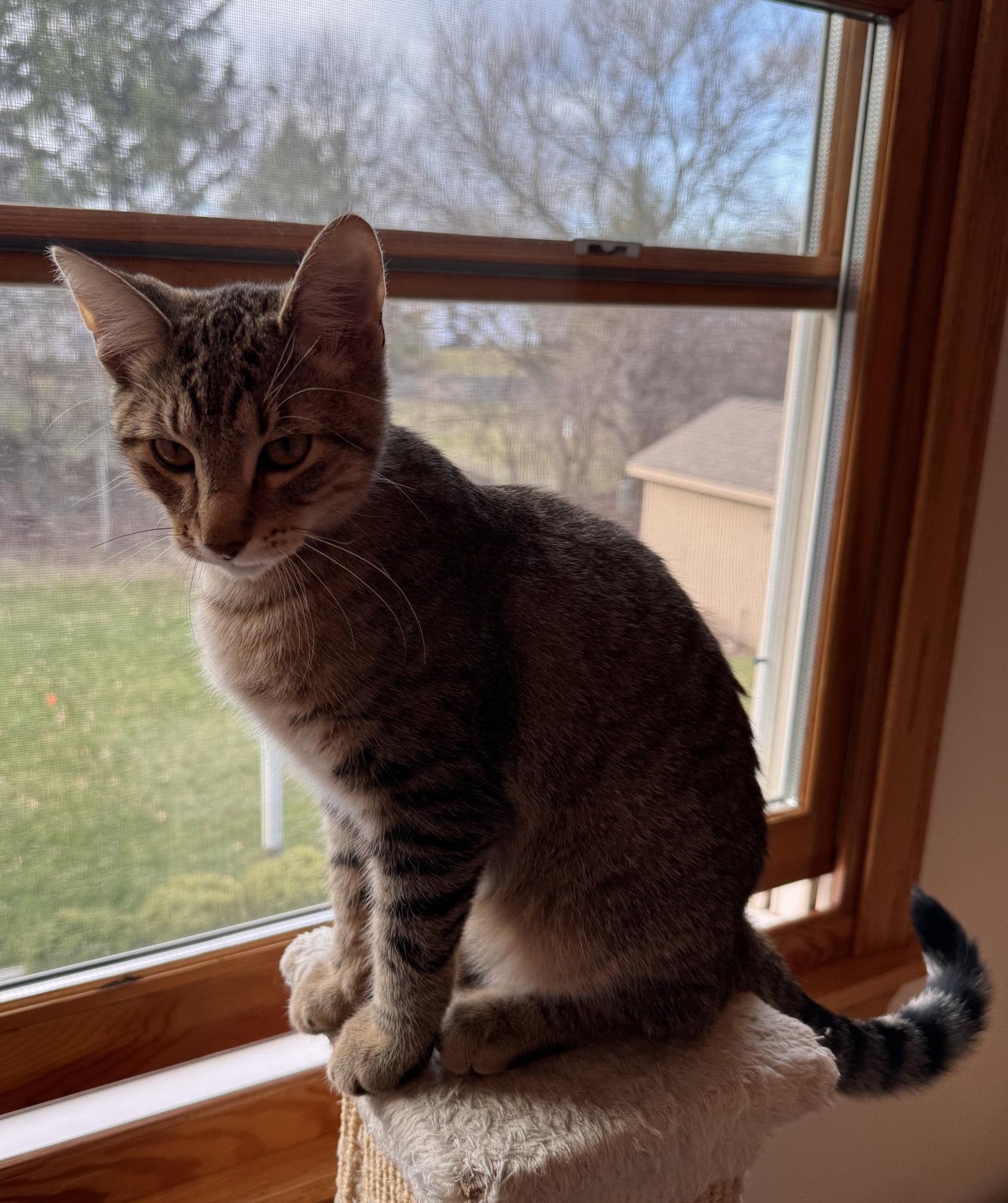 Nova, a Adopted mixed breed in Island Lake, IL image 3/3