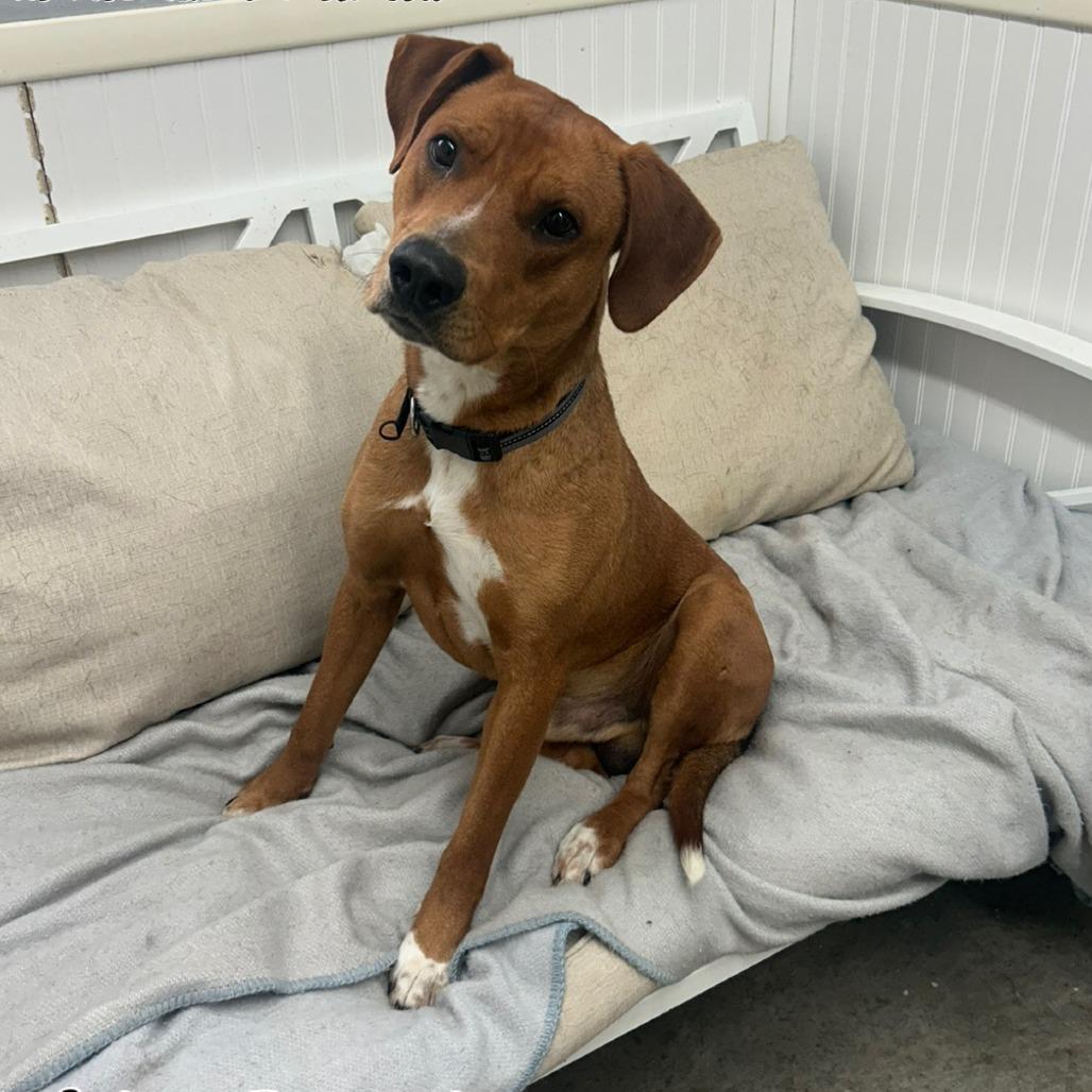 Big Red, Adoptable, Young Male Redbone Coonhound.