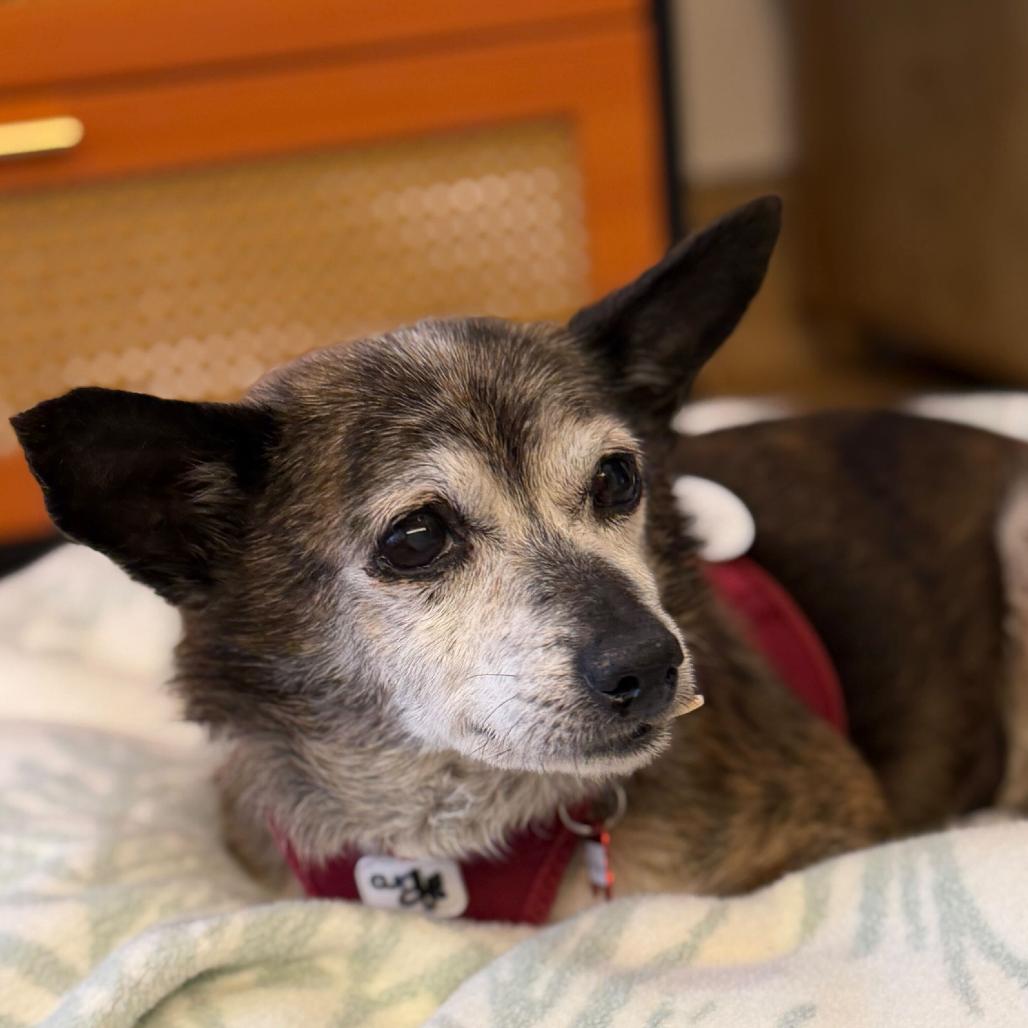 Pool Party 14142, Adoptable, Senior Male Chihuahua.