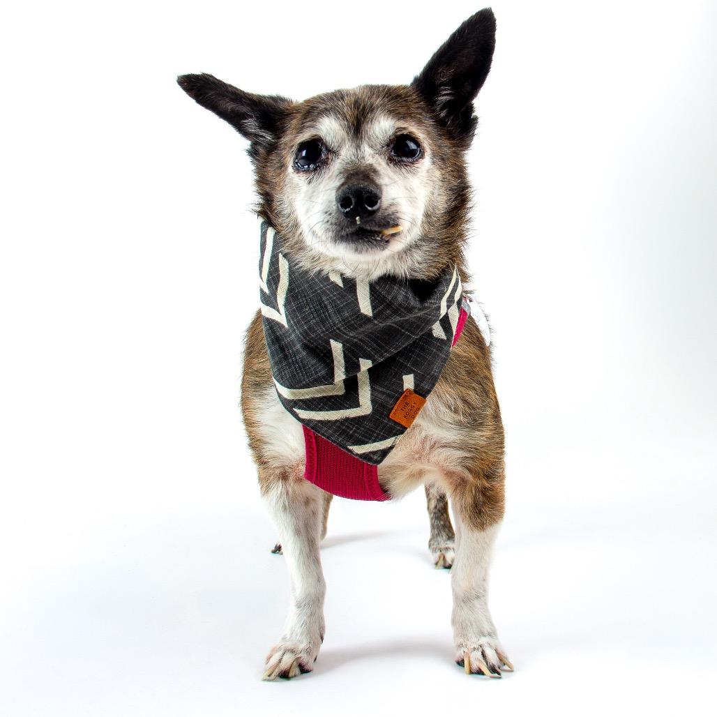 Enlarge Pool Party 14142, a Adoptable Chihuahua in San Francisco, CA image 6/6