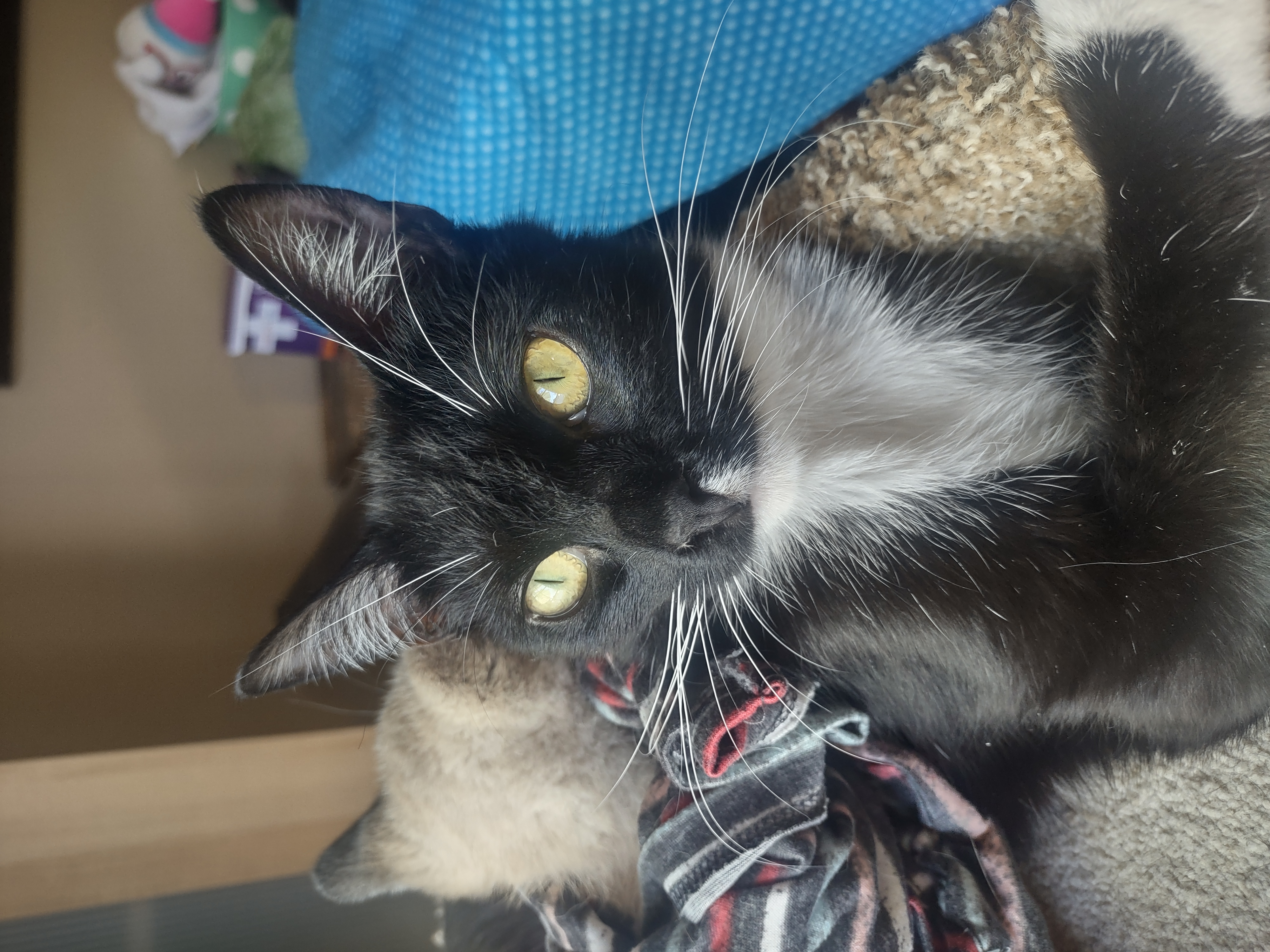 Bootsie girl, Adopted, Young Female Domestic Short Hair.