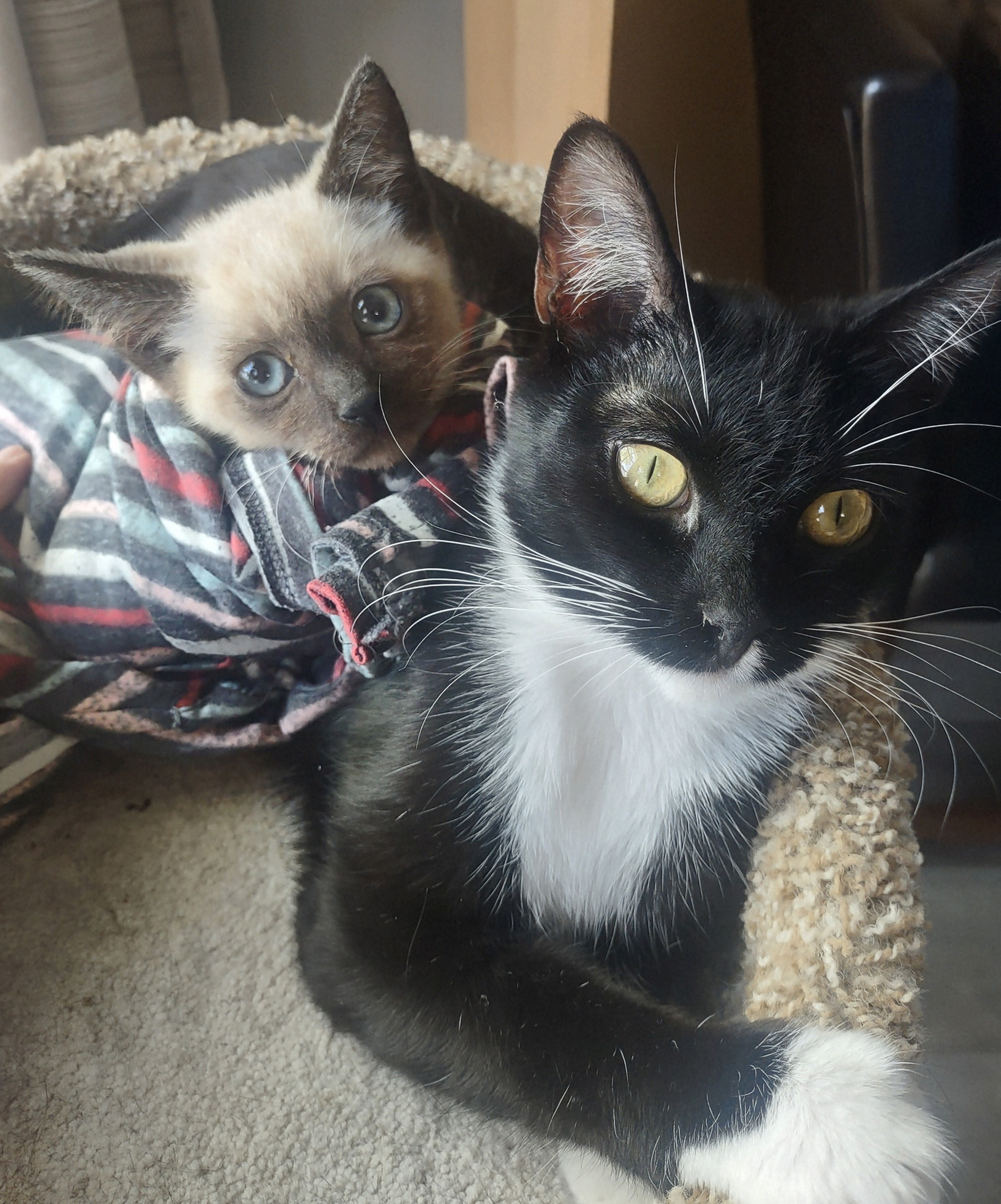 Enlarge Bootsie girl, a Adopted Domestic Short Hair in Spokane, WA image 2/2