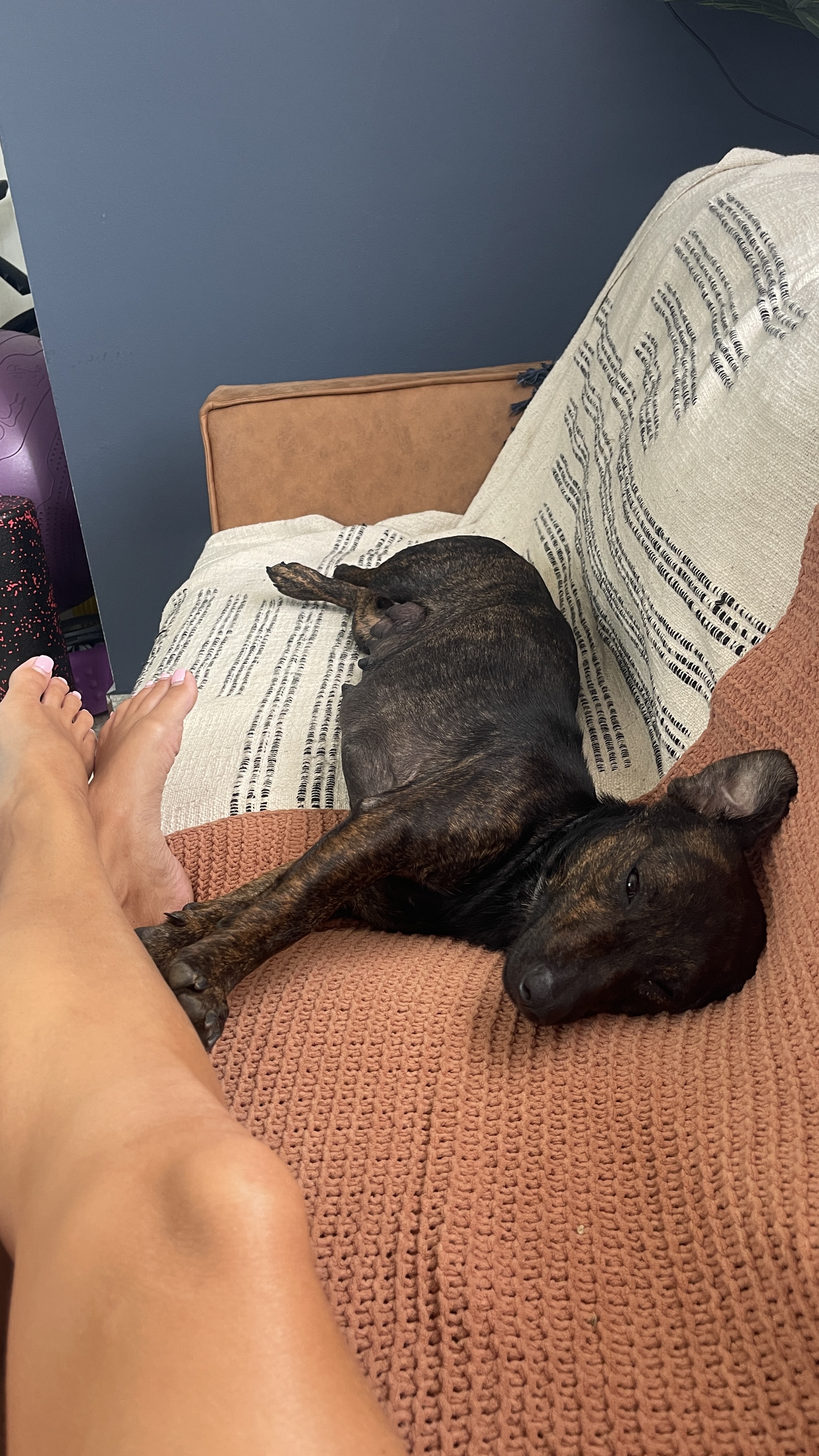 Enlarge Emilia - smart, small & loves kisses!, a Adopted mixed breed in Brooklyn , NY image 3/5