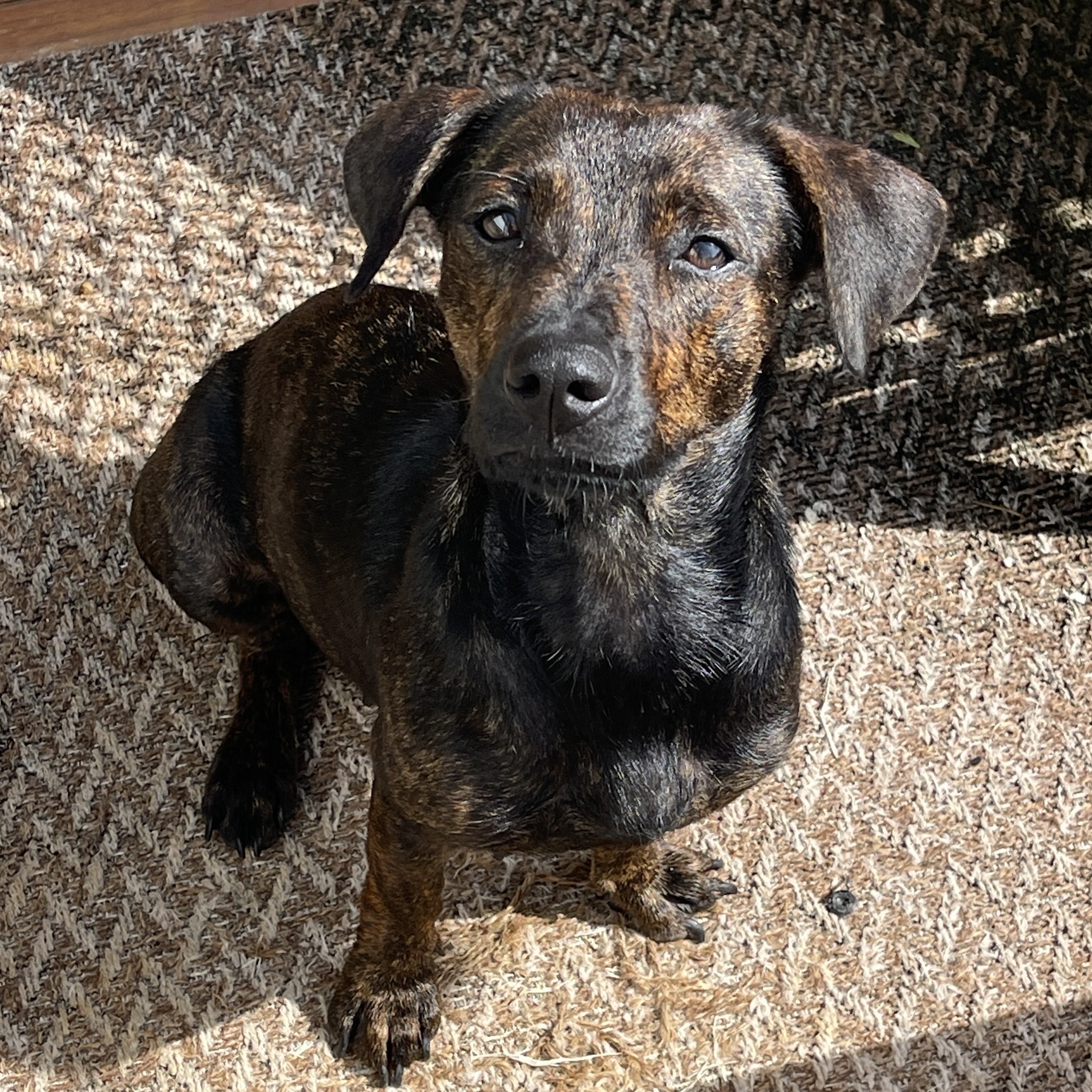 Emilia - smart, small & loves kisses!, Adopted, Young Female Dachshund & Terrier.