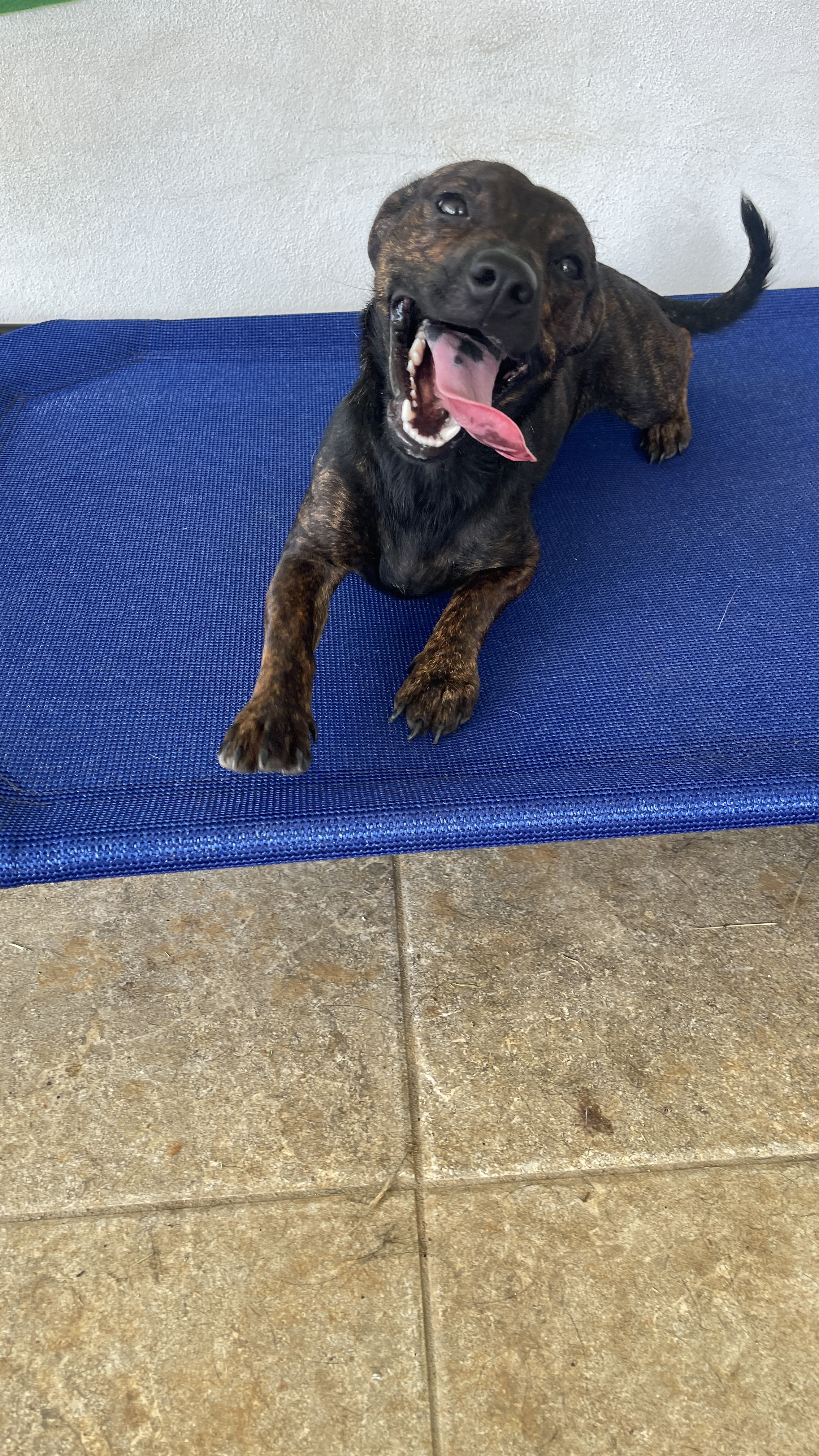 Enlarge Emilia - smart, small & loves kisses!, a Adopted mixed breed in Brooklyn , NY image 5/5