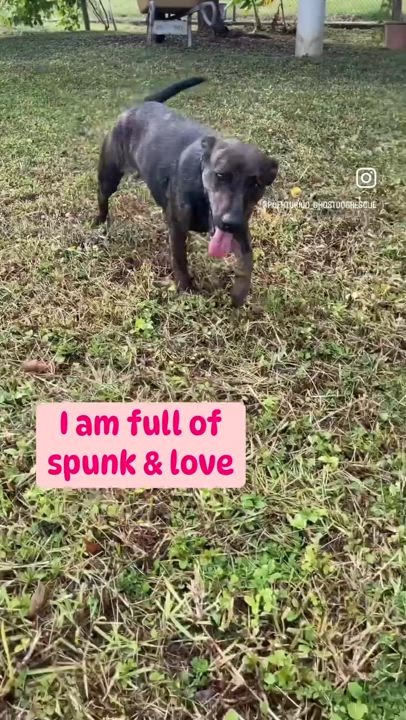 Enlarge Emilia - smart, small & loves kisses!, a Adopted mixed breed in Brooklyn , NY video 2/5