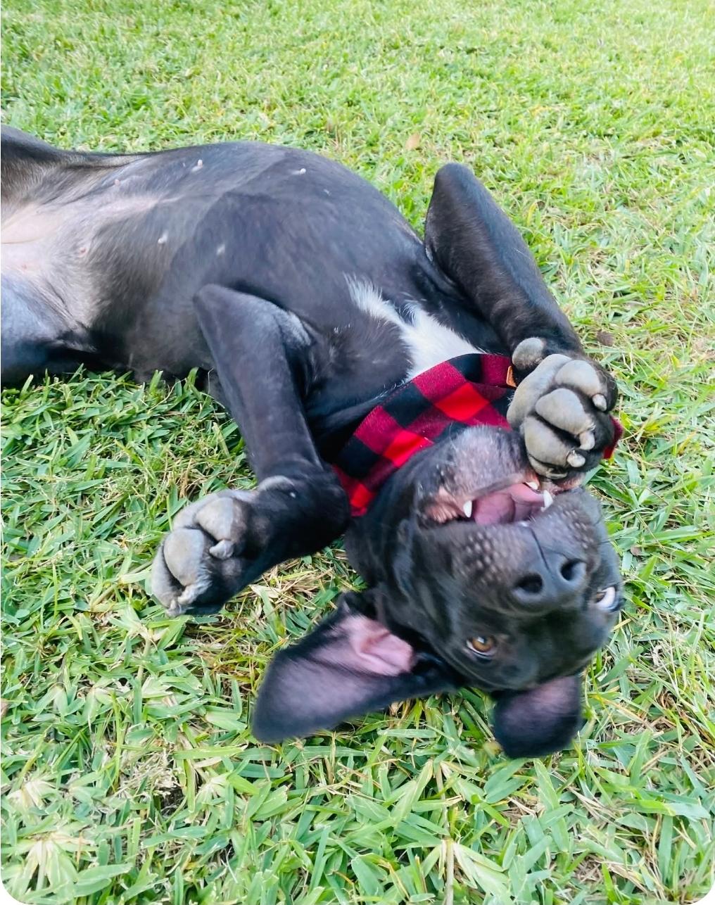 Hans & Hanna, Adoptable, Young Male Great Dane & Labrador Retriever.