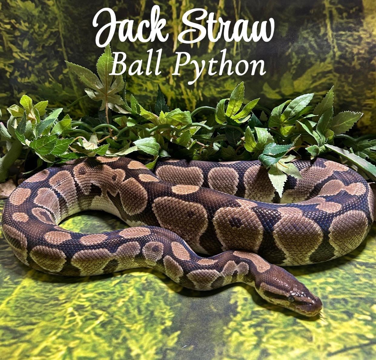 Jack Straw, Adoptable, Adult Male Ball Python.