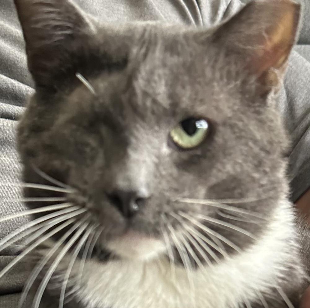 Enlarge Elio, a Adoptable Domestic Short Hair in Orlando, FL image 1/4