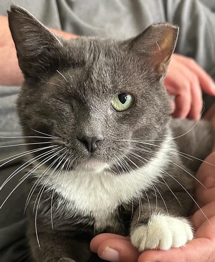 Enlarge Elio, a Adoptable Domestic Short Hair in Orlando, FL image 3/4