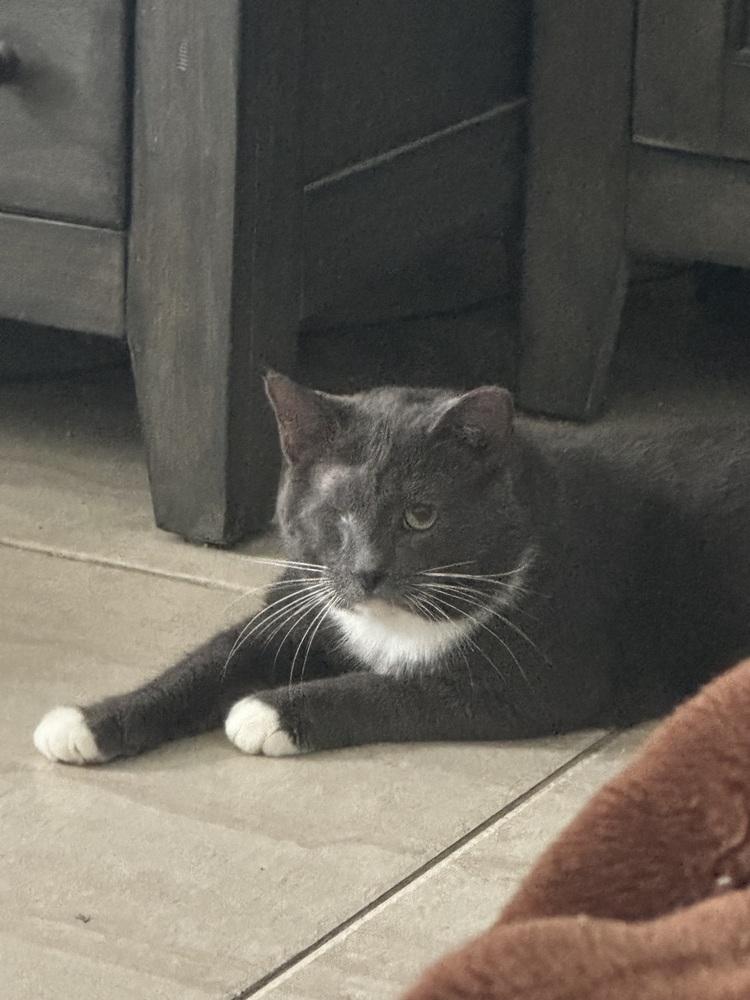 Enlarge Elio, a Adoptable Domestic Short Hair in Orlando, FL image 4/4