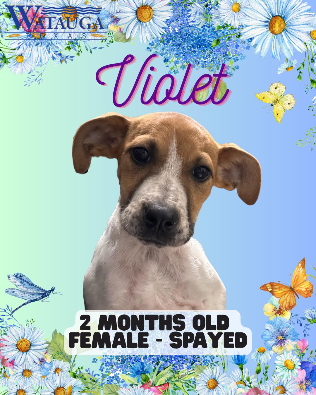 Violet, ADOPTABLE, Puppy Female Mixed Breed.