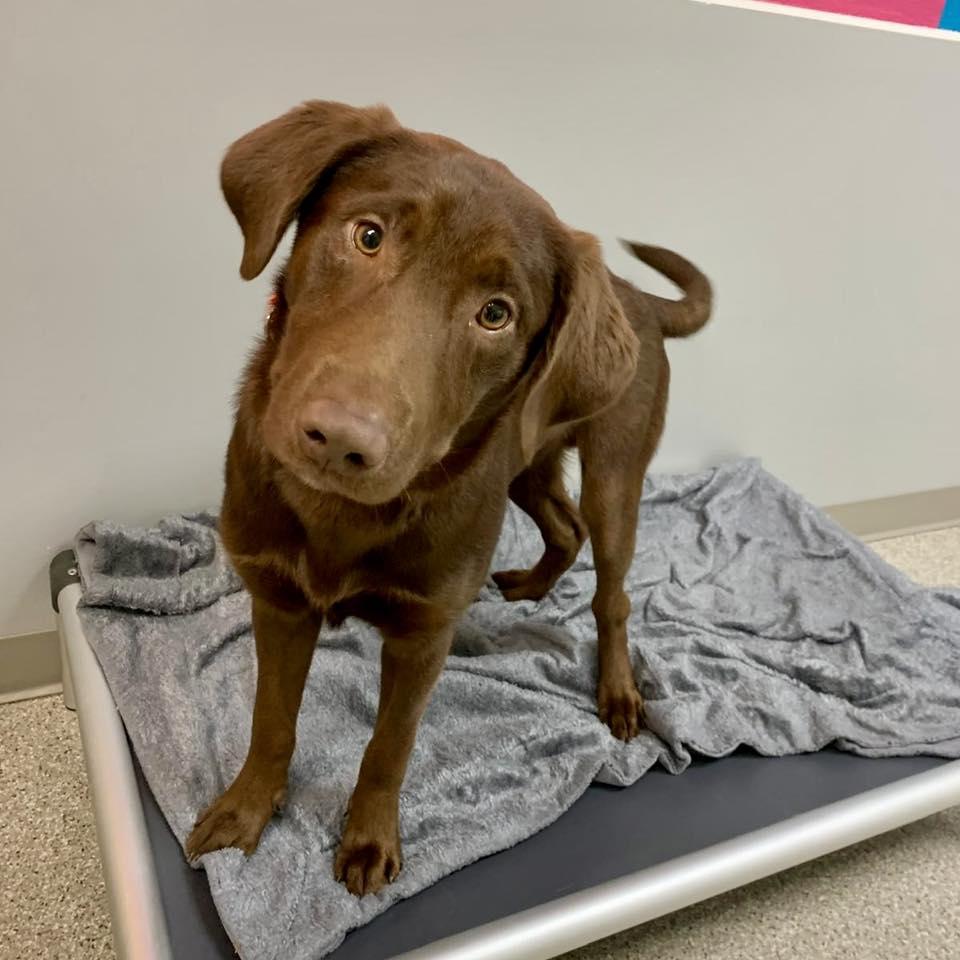 Enlarge Gunner, a Adopted Labrador Retriever in Whitehall, PA image 1/2