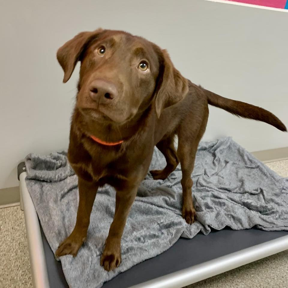 Enlarge Gunner, a Adopted Labrador Retriever in Whitehall, PA image 2/2