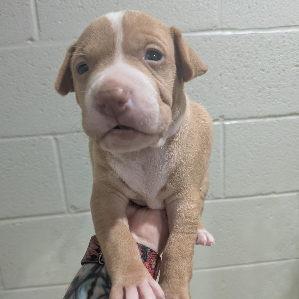 Windsor, Adoptable, Puppy Male Pit Bull Terrier & Labrador Retriever.