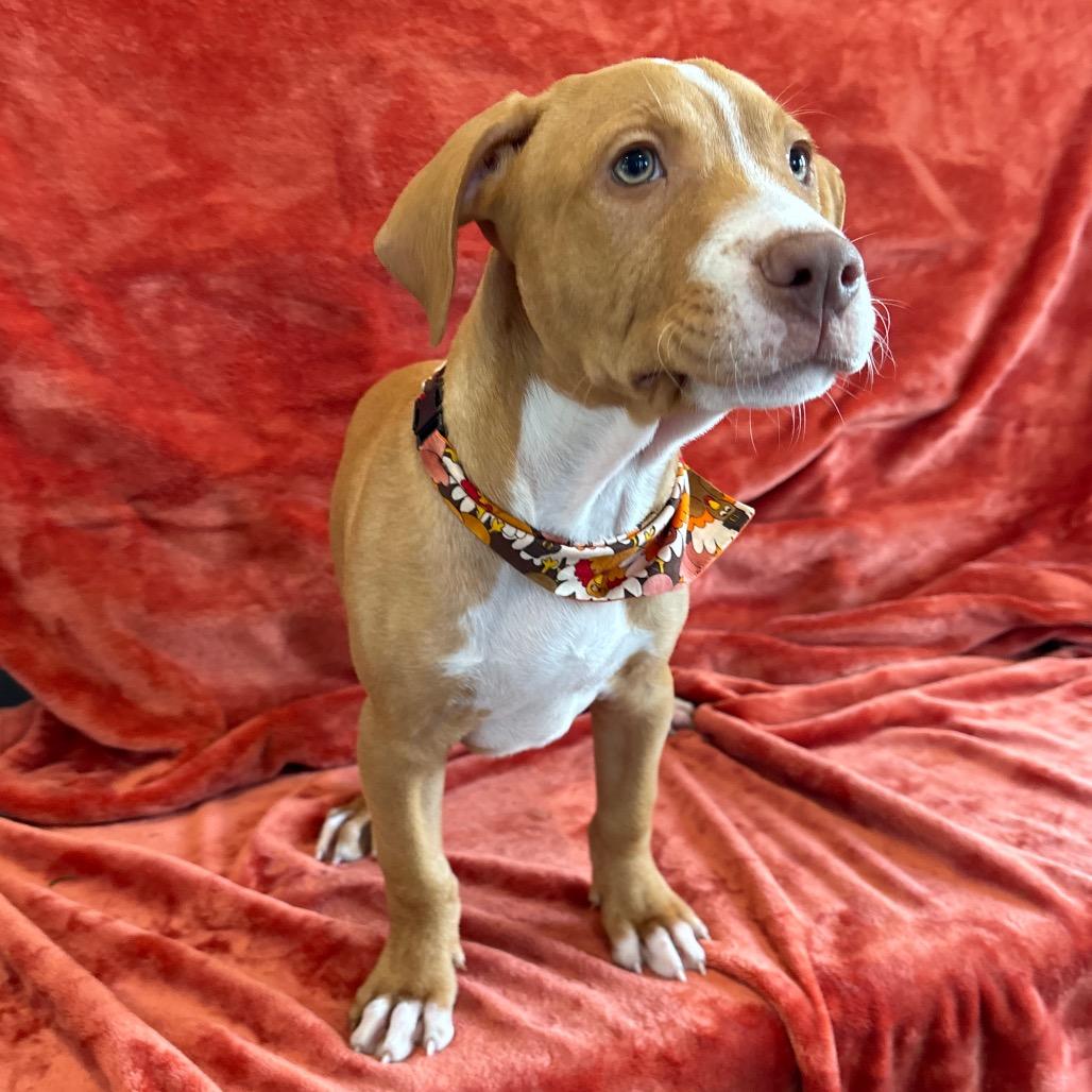 Enlarge Windsor, a Adoptable mixed breed in Nashville, TN image 2/4