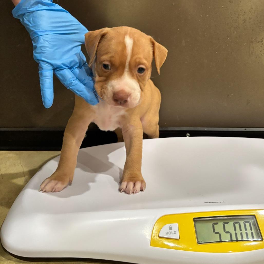 Enlarge Windsor, a Adoptable mixed breed in Nashville, TN image 3/4