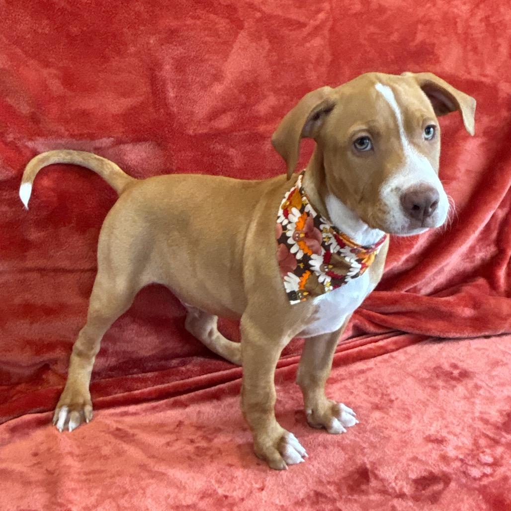 Enlarge Windsor, a Adoptable mixed breed in Nashville, TN image 4/4