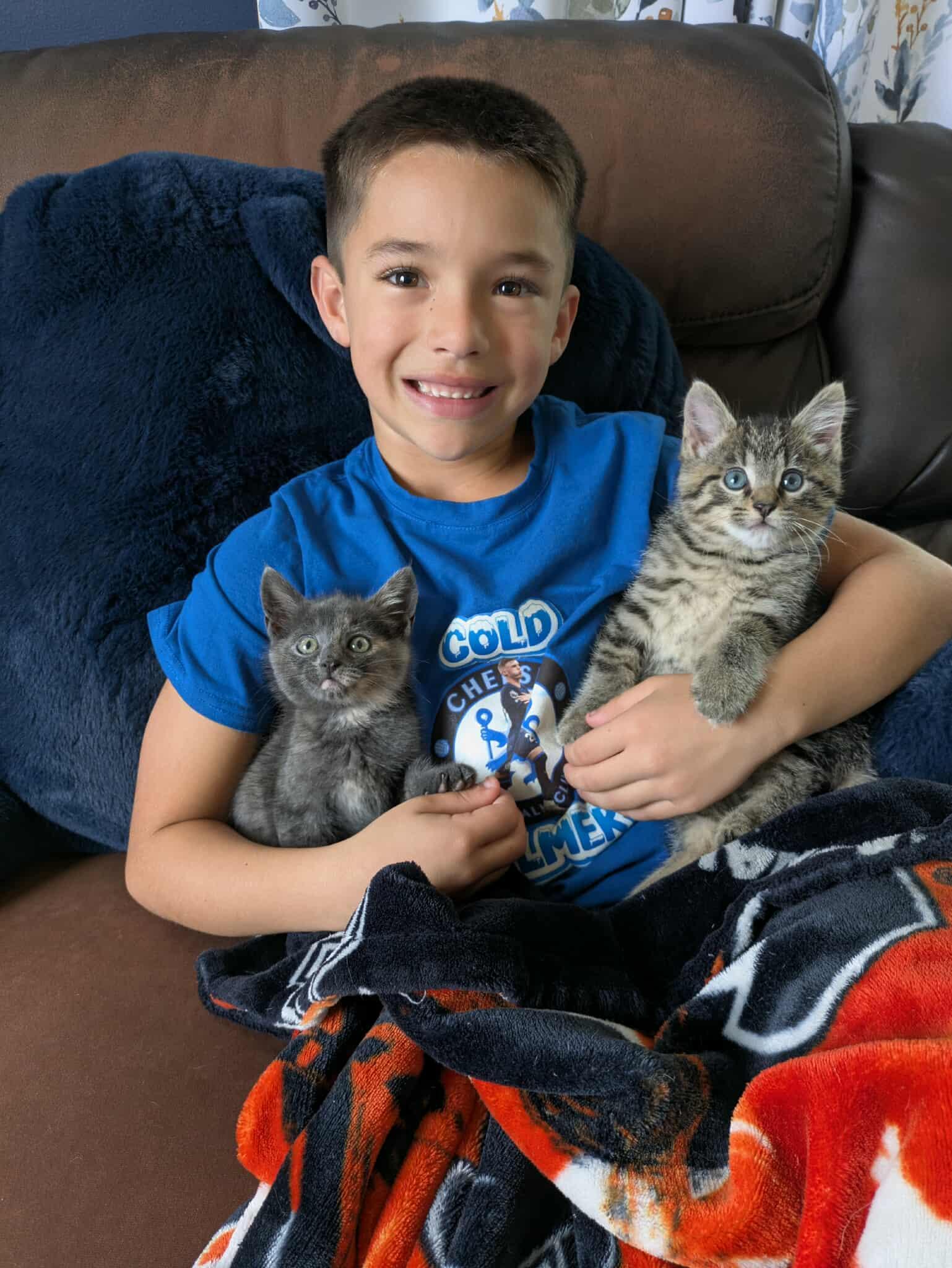 Belle, Adopted, Young Female Dilute Tortoiseshell.