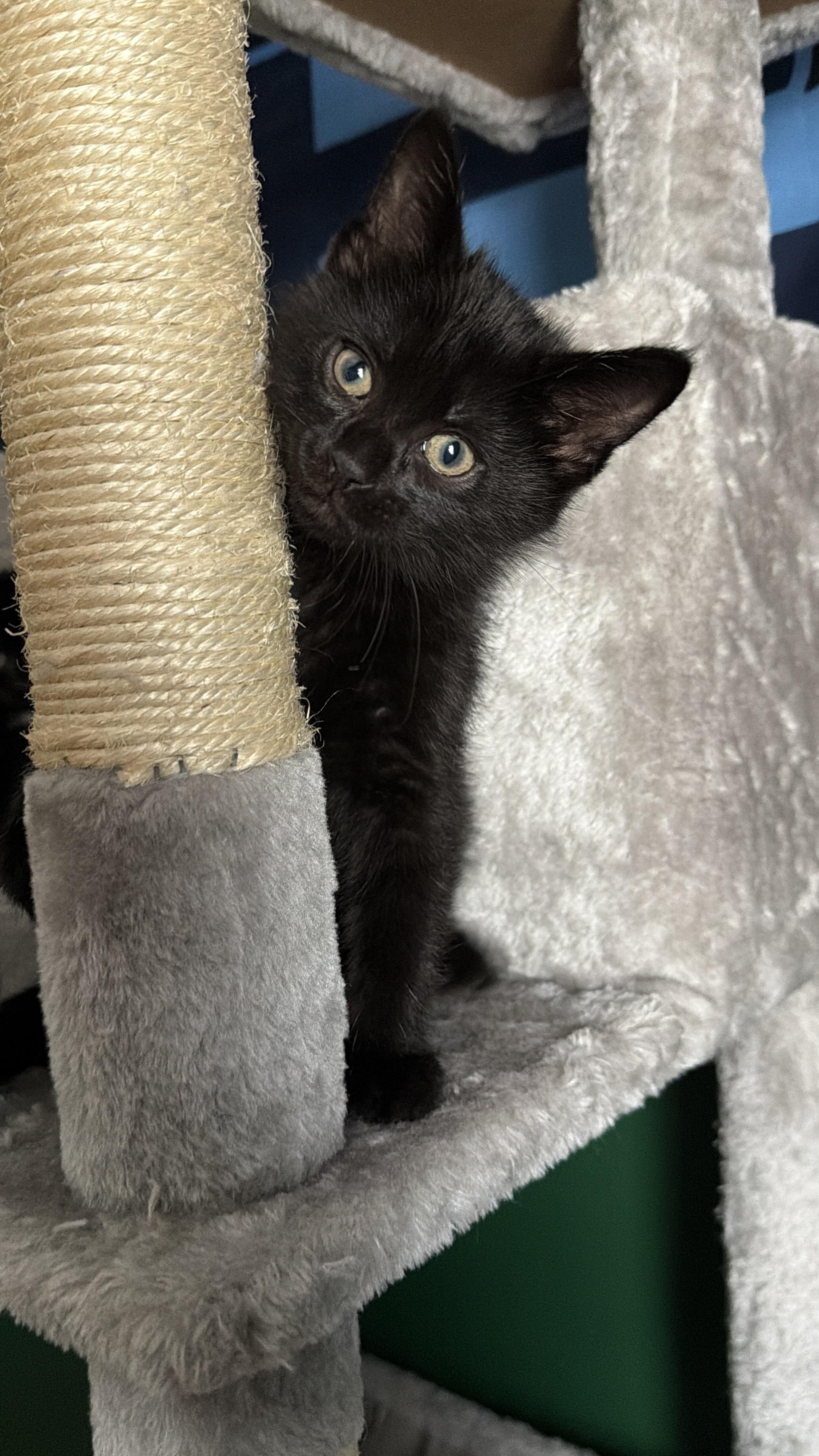 Knuckles, an adopted Domestic Short Hair in Nashville, TN image 2/2