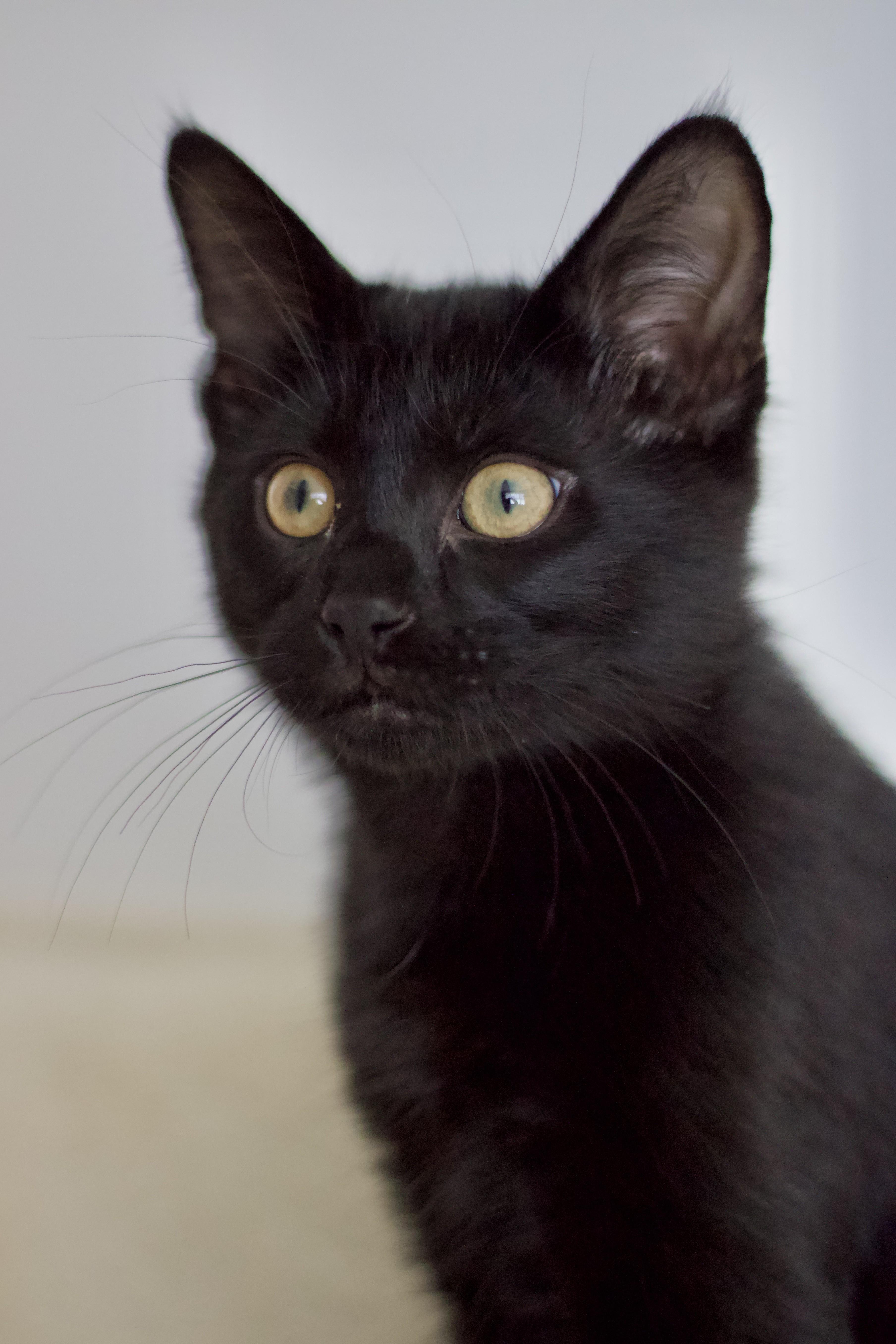 Knuckles, adopted, Kitten Male Domestic Short Hair.