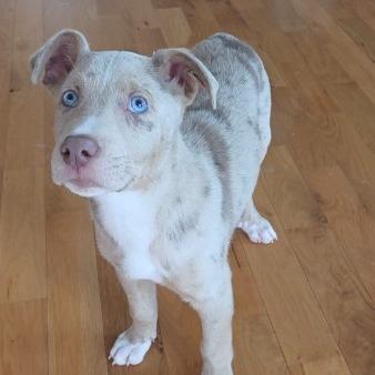 Art, Adoptable, Puppy Male Catahoula Leopard Dog & Mixed Breed.
