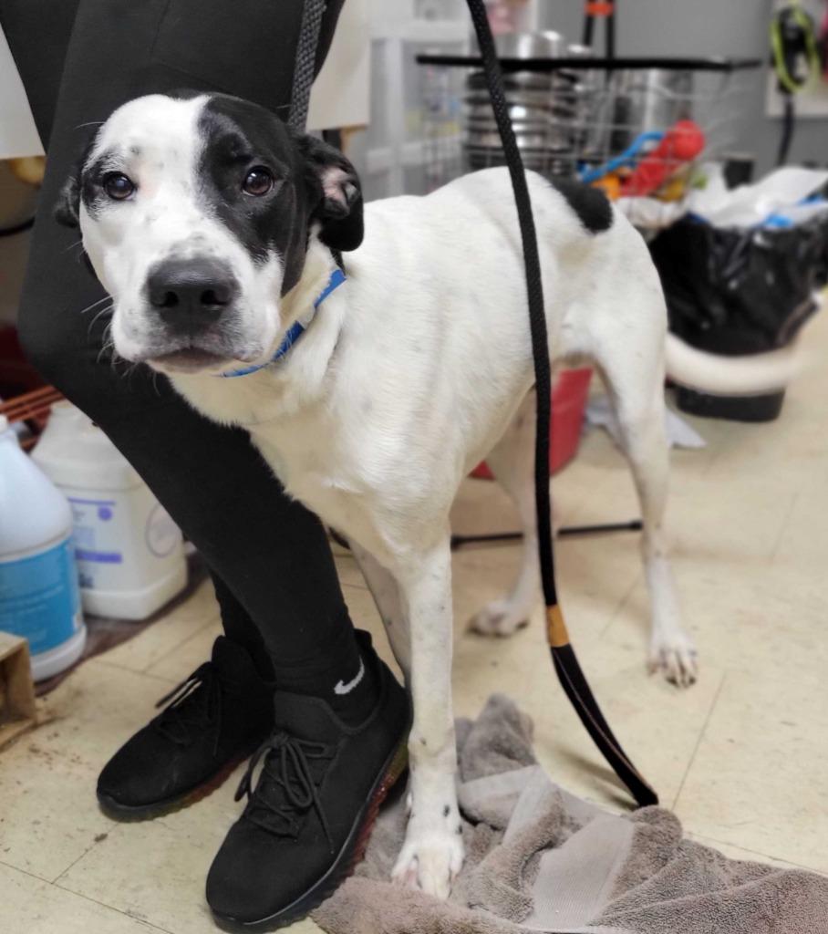 Enlarge Ichabod Crane, a Adoptable mixed breed in Chillicothe, OH image 1/1