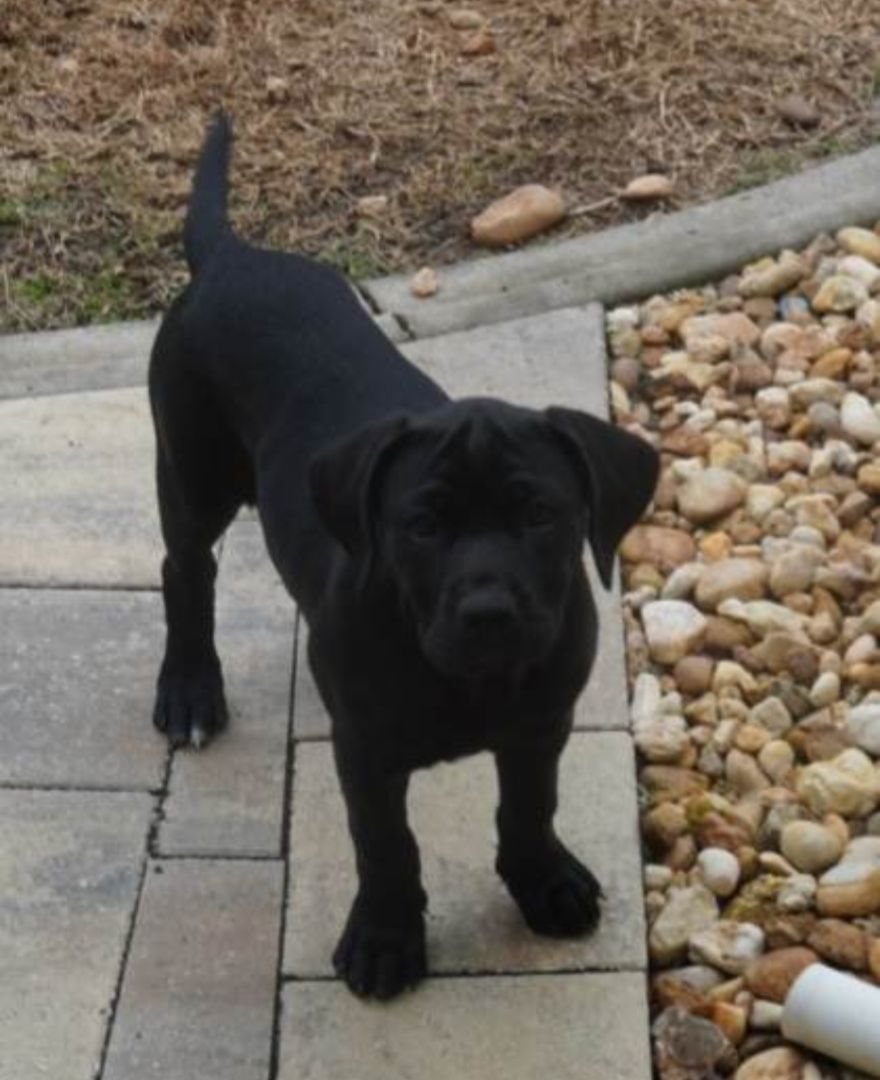 Lucy, Adopted, Puppy Female Labrador Retriever.