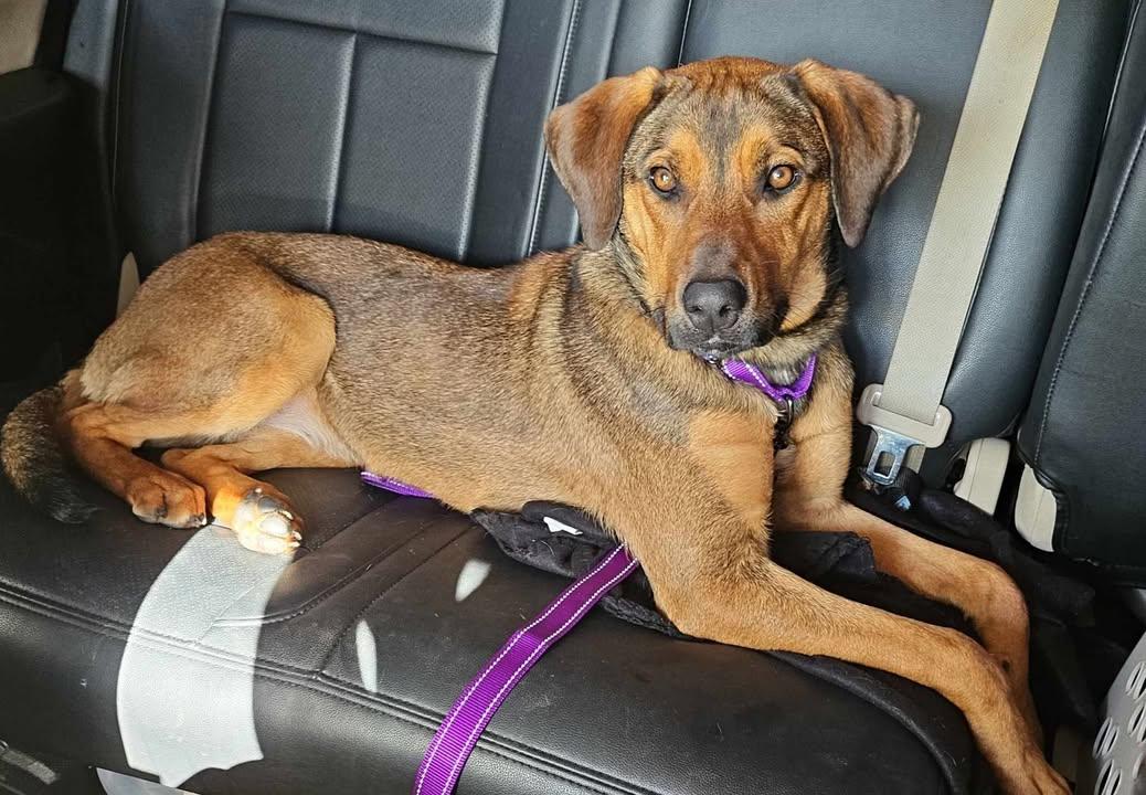 Enlarge Maple, a Adopted mixed breed in Martinsburg, WV image 1/1