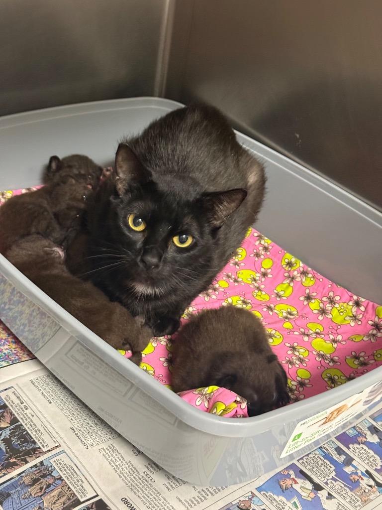 Enlarge Cedar, a Adoptable Domestic Short Hair in Sorrento, LA image 1/1