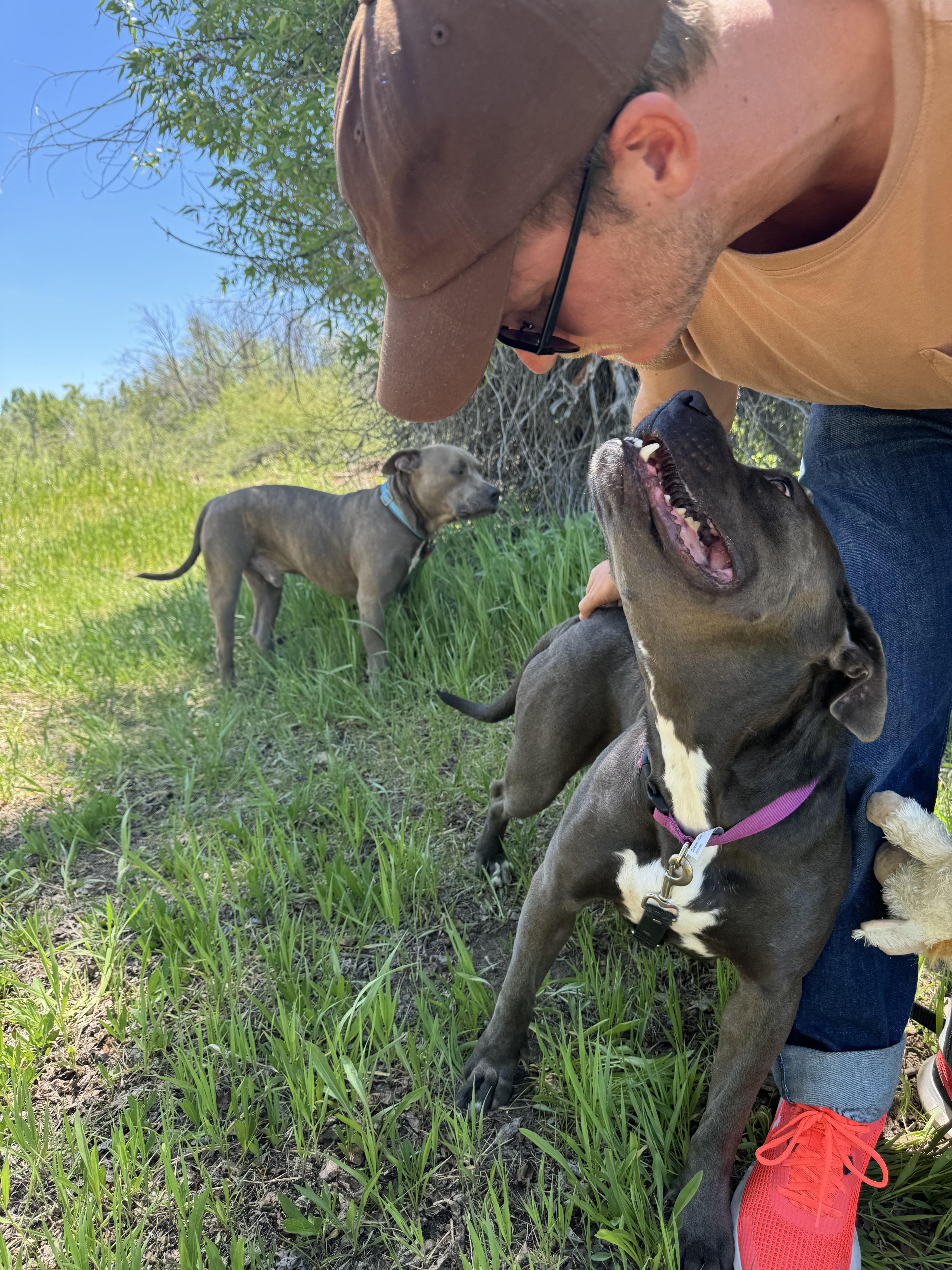 Polly, an adoptable American Staffordshire Terrier in salt lake city, UT, 84102 | Photo Image 4