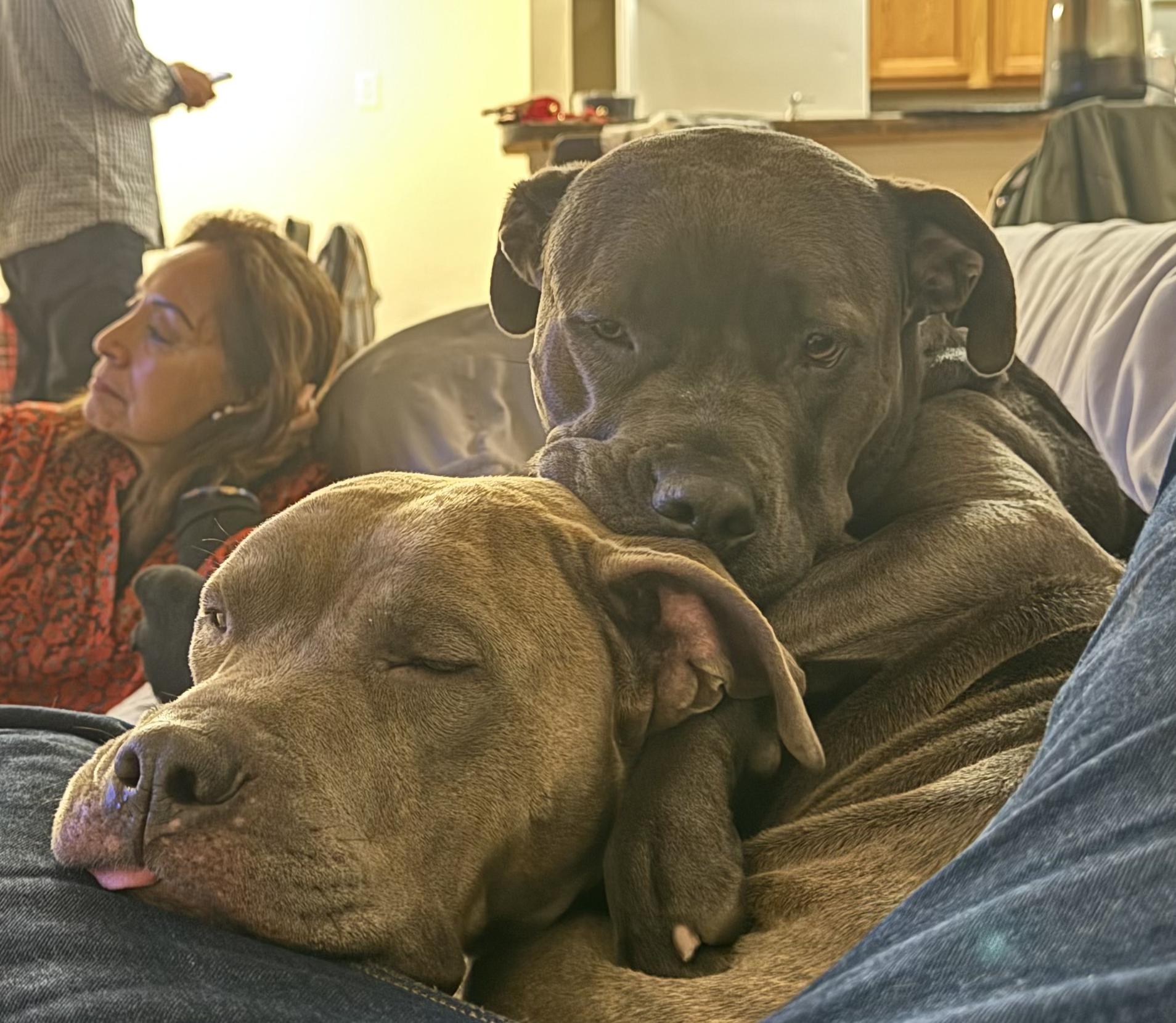 Polly, an adoptable American Staffordshire Terrier in salt lake city, UT, 84102 | Photo Image 3