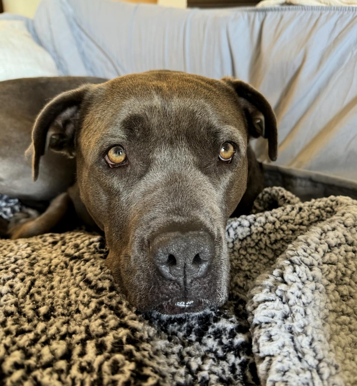 Polly, an adoptable American Staffordshire Terrier in Gillette , WY, 82718 | Photo Image 2