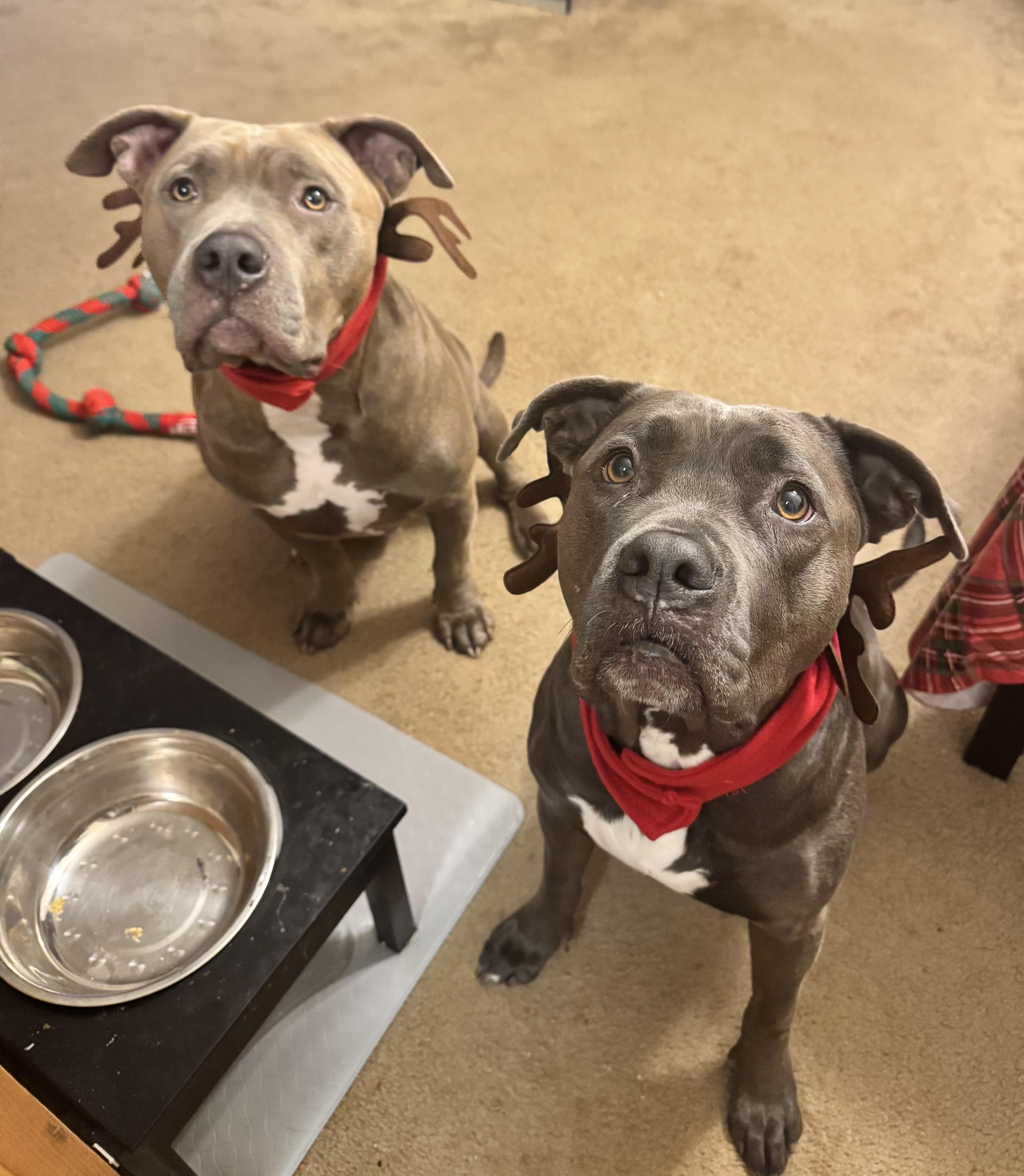 Polly, an adoptable American Staffordshire Terrier in salt lake city, UT, 84102 | Photo Image 5