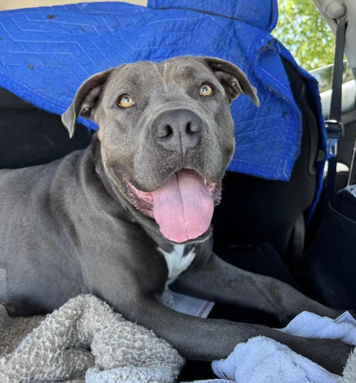 Polly, an adoptable American Staffordshire Terrier in Gillette , WY, 82718 | Photo Image 1