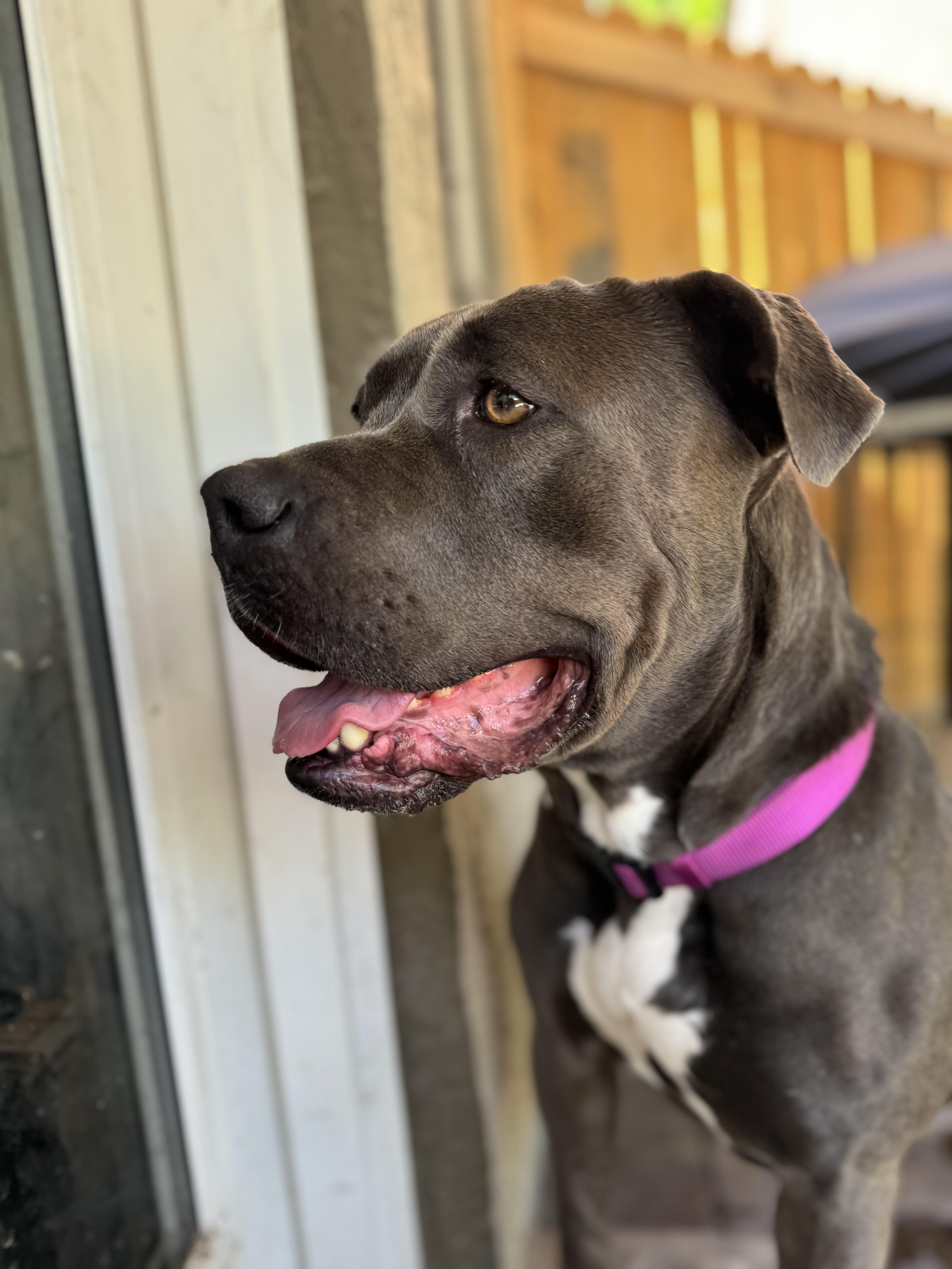 Polly, an adoptable American Staffordshire Terrier in salt lake city, UT, 84102 | Photo Image 2