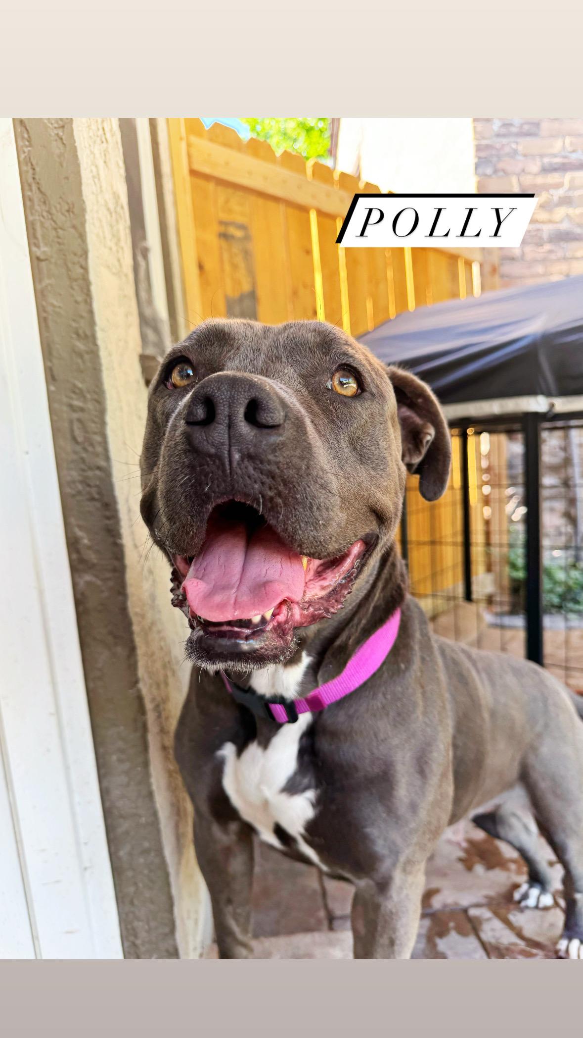 Polly, an adoptable American Staffordshire Terrier in salt lake city, UT, 84102 | Photo Image 1