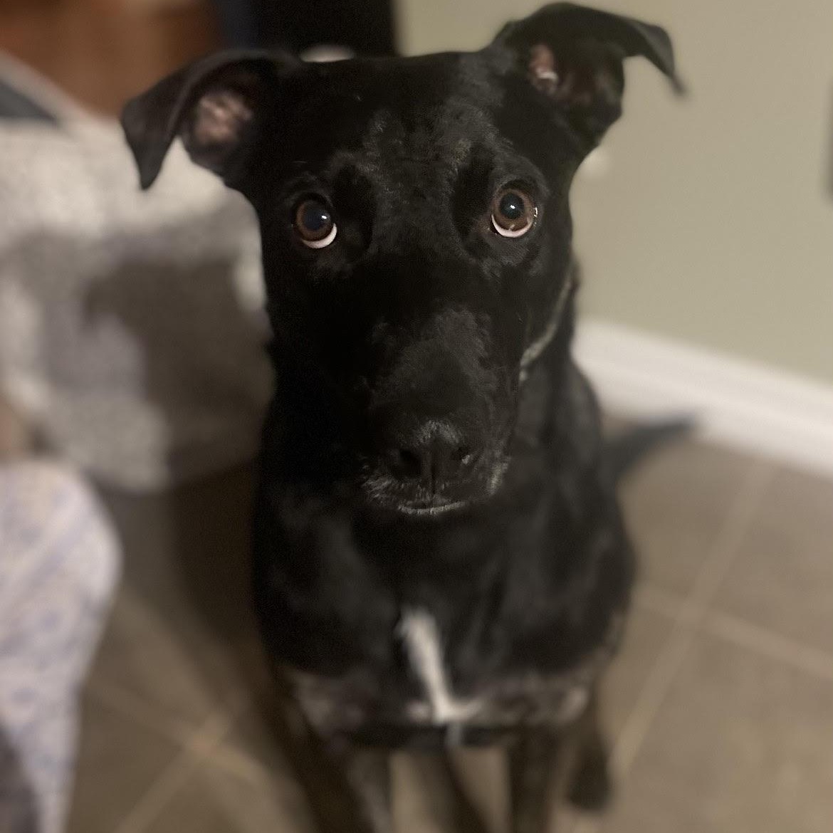 Enlarge Ricky, a Adopted mixed breed in KITCHENER, ON image 6/6