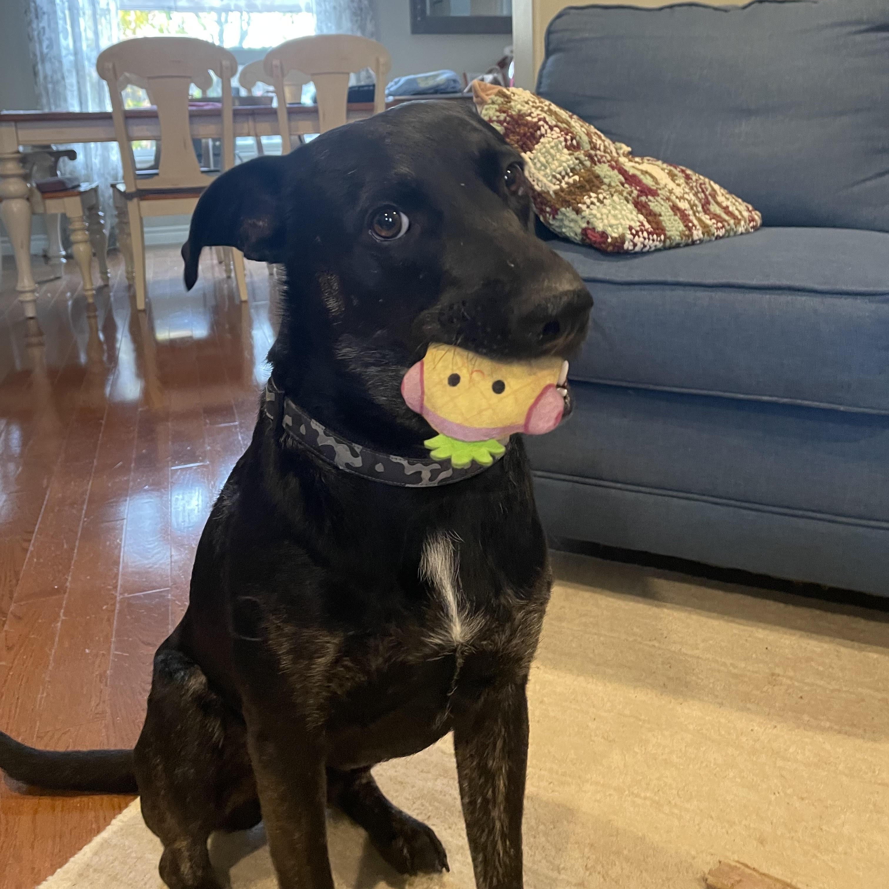 Enlarge Ricky, a Adopted mixed breed in KITCHENER, ON image 3/6